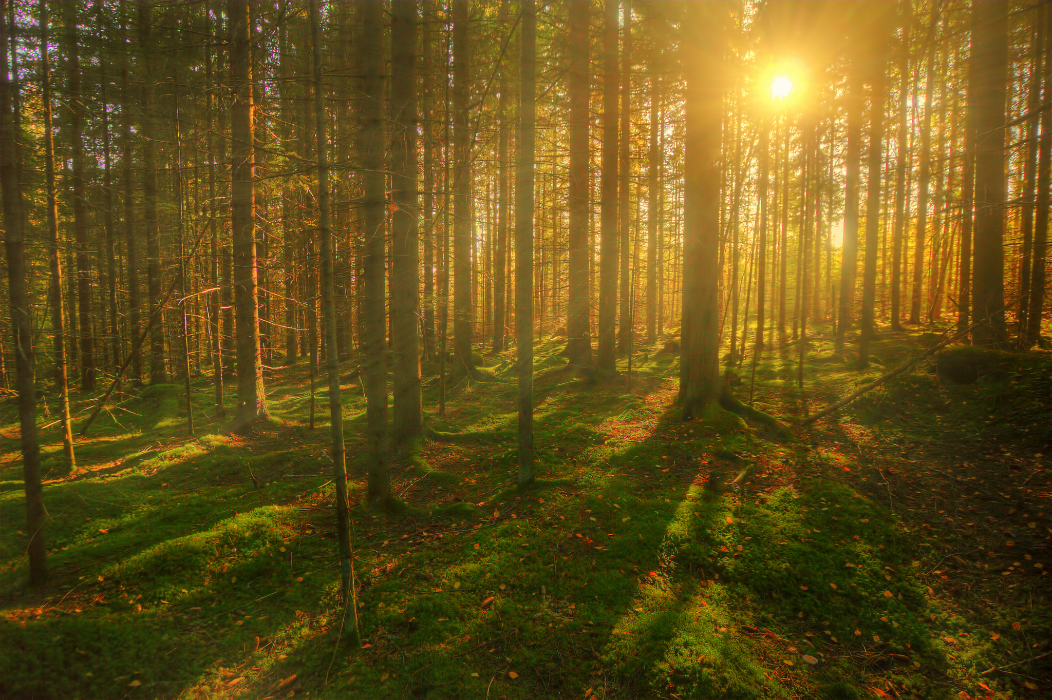 Forests Trees Sun Rays of light wallpaperx1364