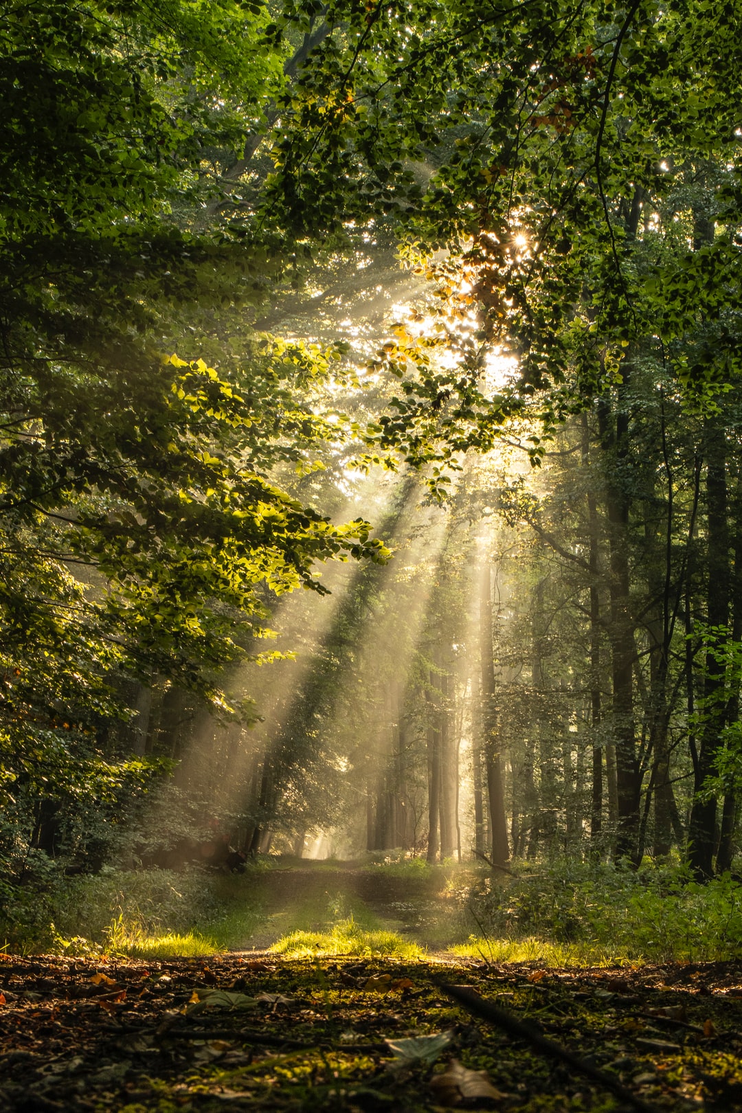 green trees on forest during daytime photo