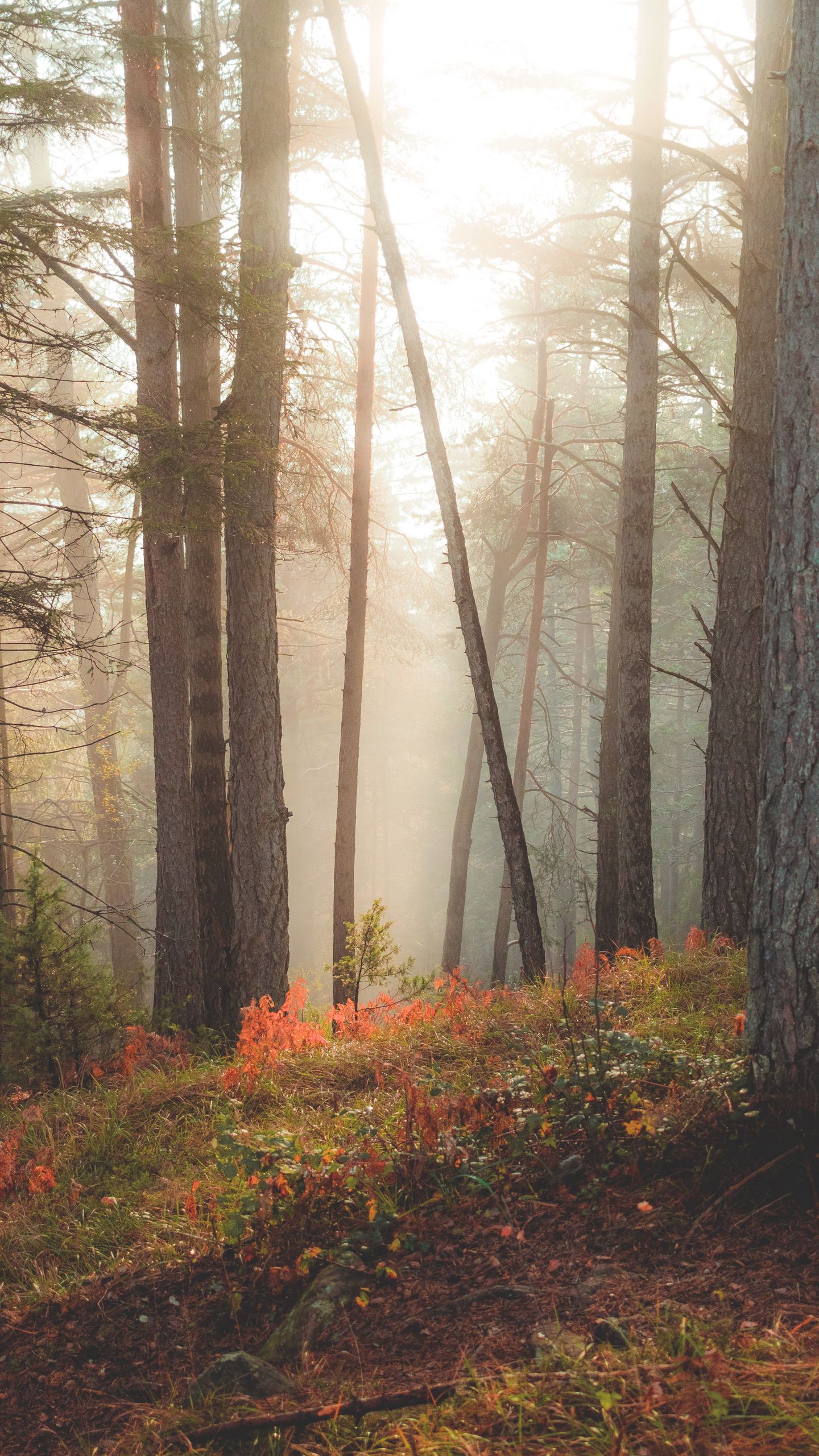 Download wallpaper 1440x2560 forest, trees, sun rays qhd samsung galaxy s6, s7, edge, note, lg g4 HD background