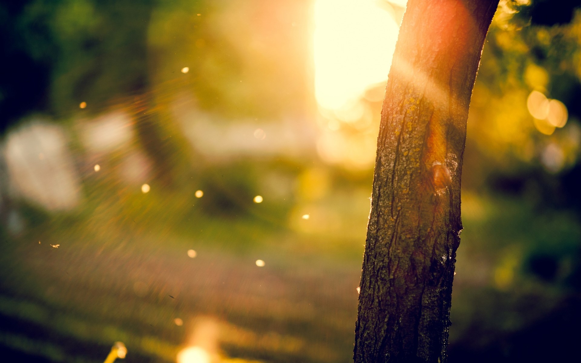 Macro Tree Sun Rays Bokeh wallpaperx1200