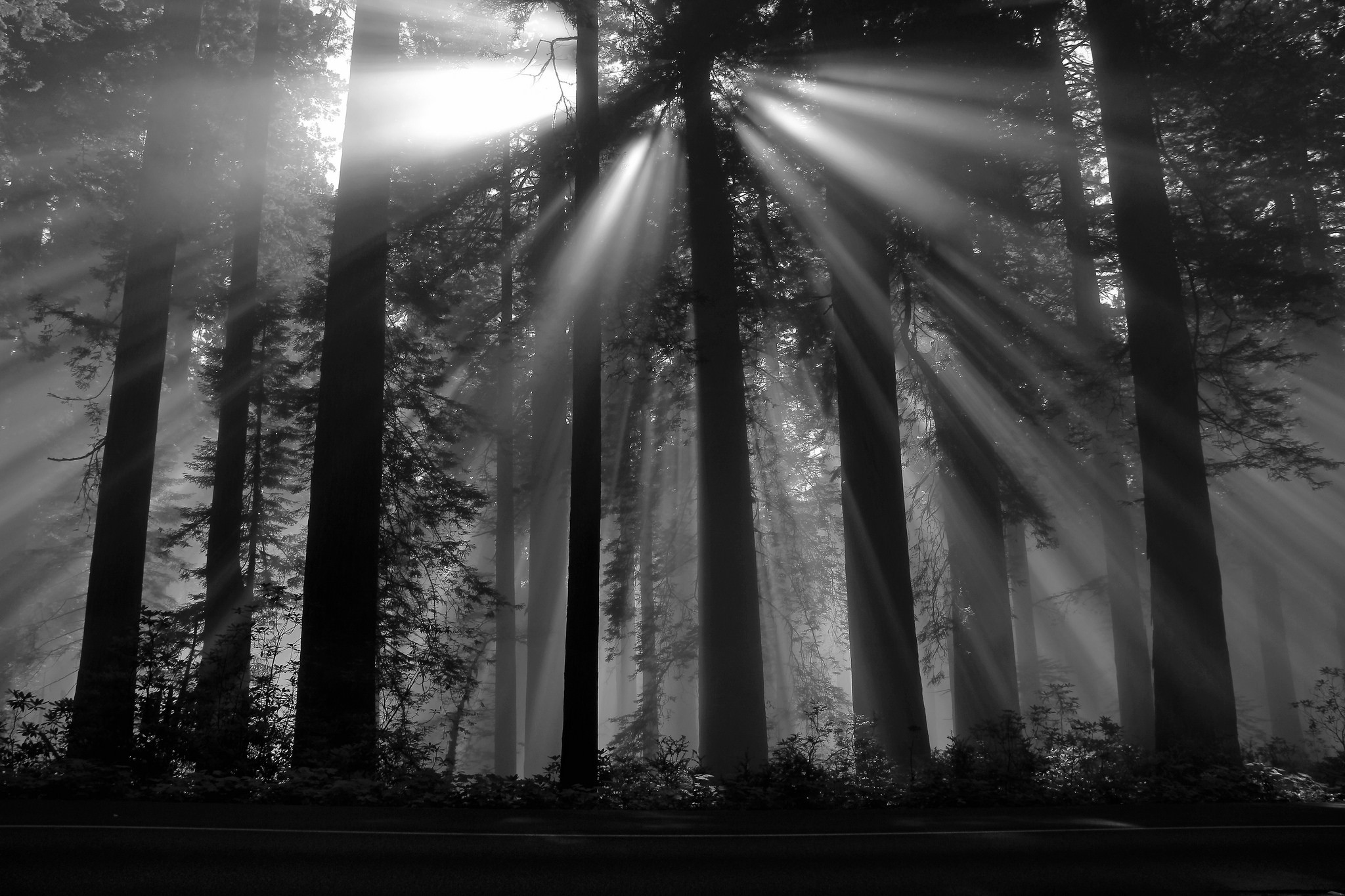 Photography, Nature, Black Forest, Sun Rays, Dark, Tree Wallpaper HD