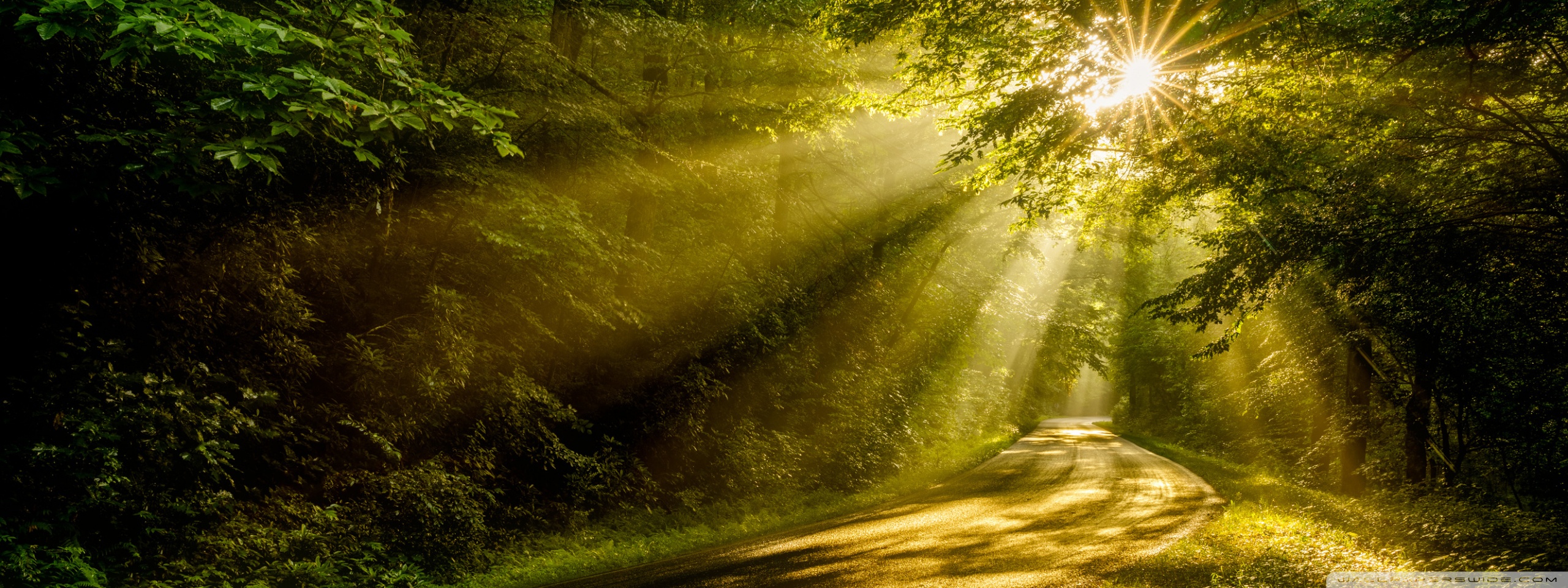 Sun Raysest Trees, Road Ultra HD Desktop Background Wallpaper for: Tablet