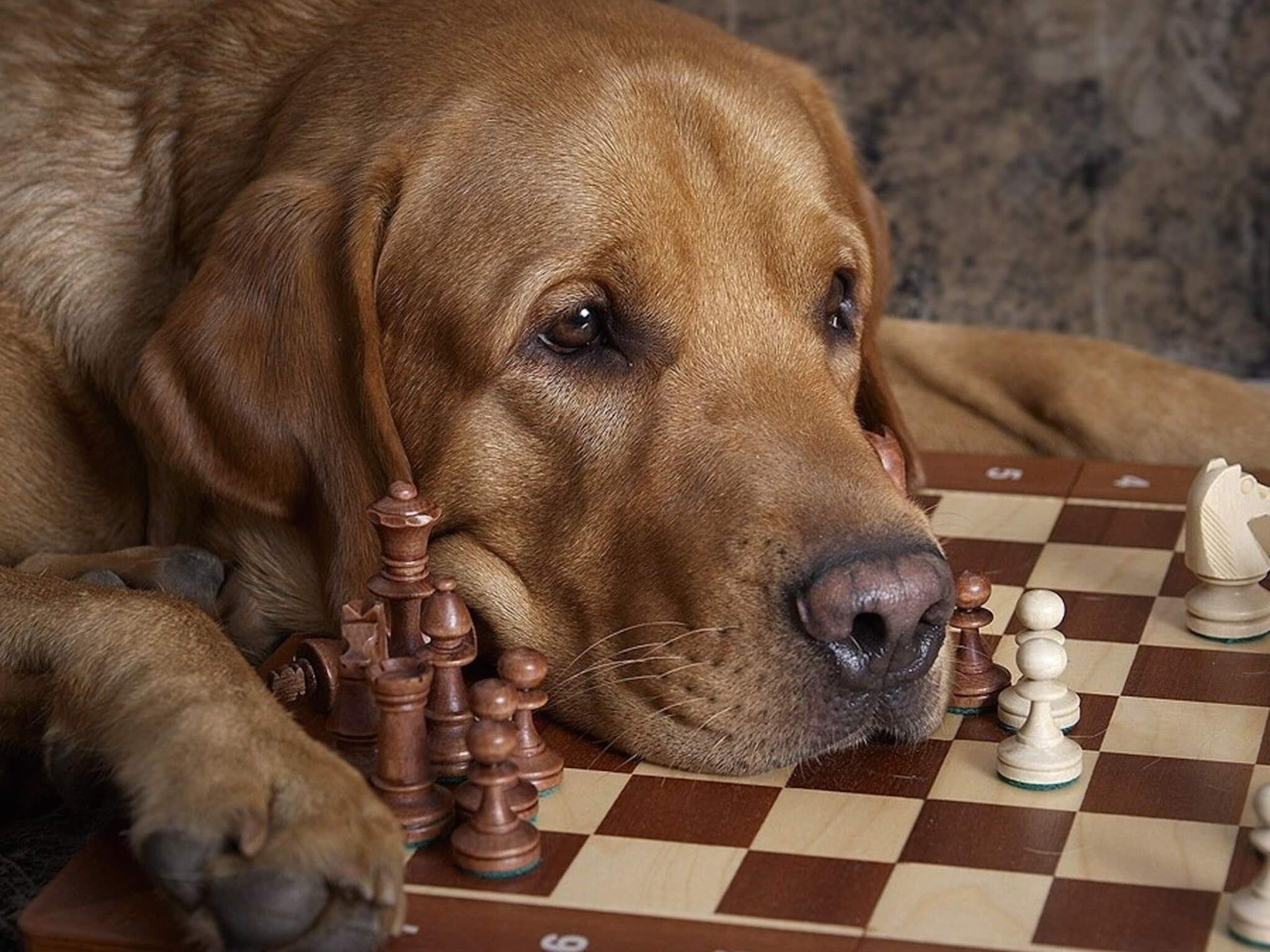 Собака играет в шахматы