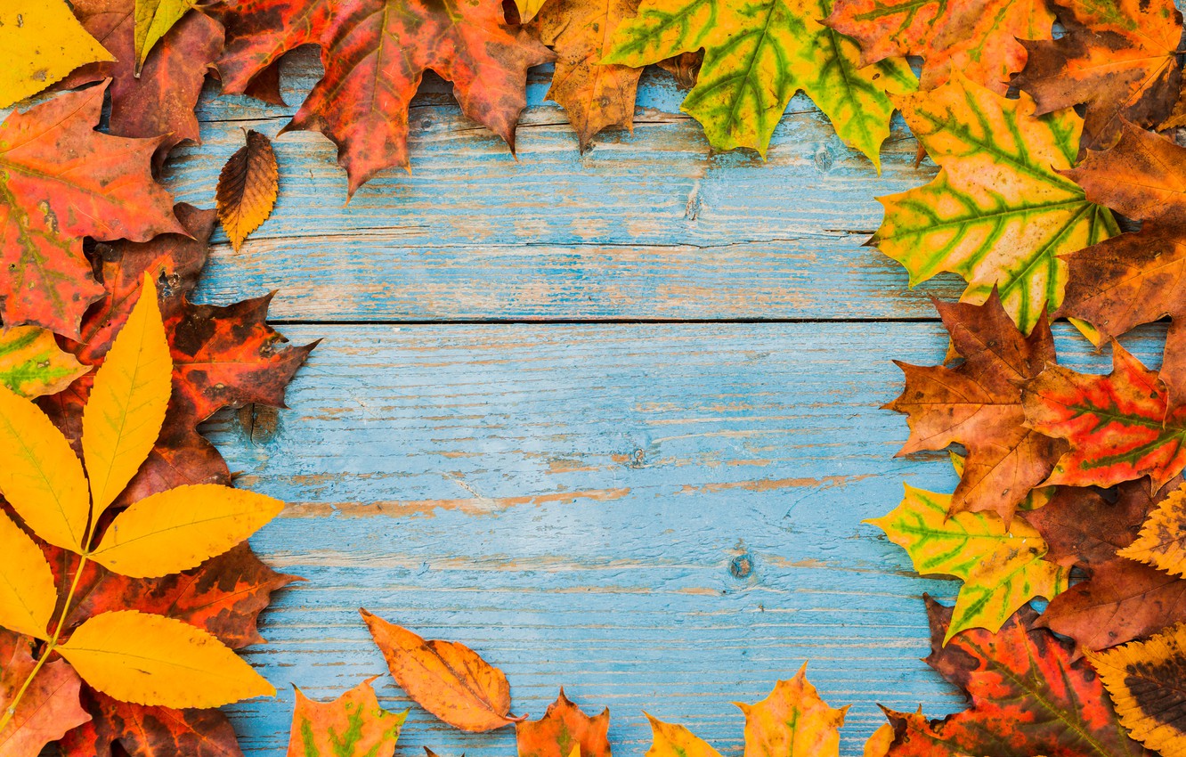 Wallpaper autumn, leaves, background, Board, colorful, maple, wood, autumn, leaves, frame, maple image for desktop, section текстуры