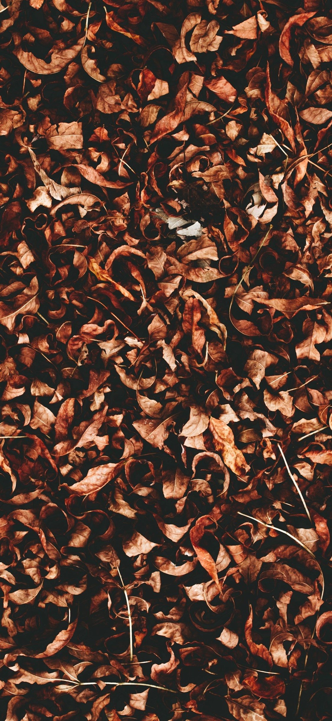 Many Dry Leaves, Autumn 1242x2688 IPhone 11 Pro XS Max Wallpaper, Background, Picture, Image
