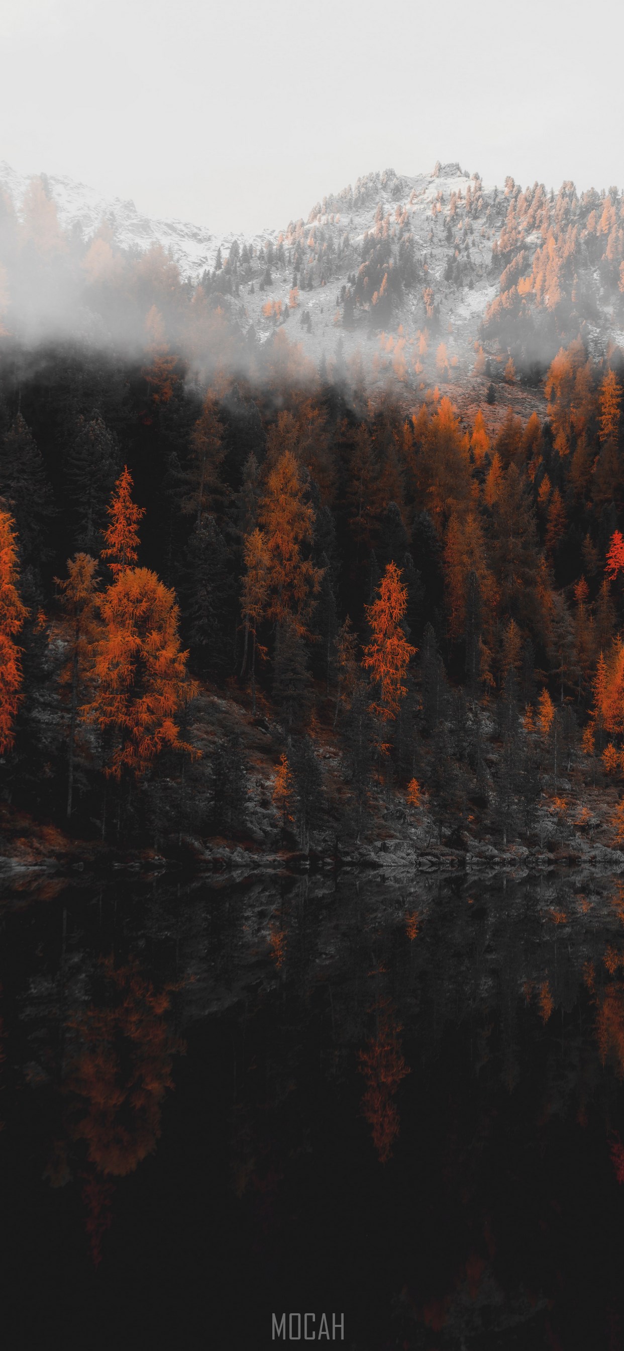 Reflection, Nature, Tree, Wilderness, Leaf, Apple iPhone 11 Pro Max screensaver hd, 1242x2688. Mocah HD Wallpaper