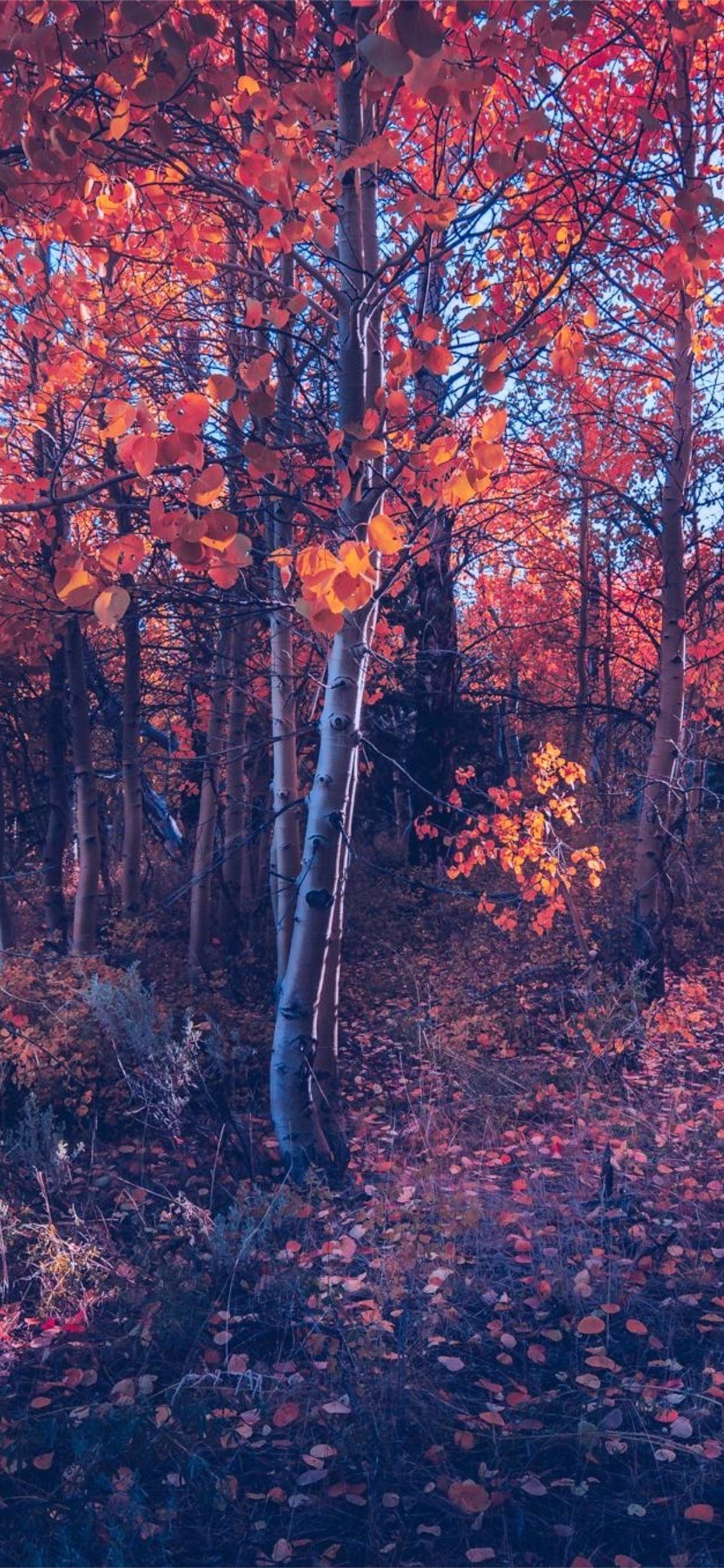 fall of autumn trees iPhone X Wallpaper Free Download
