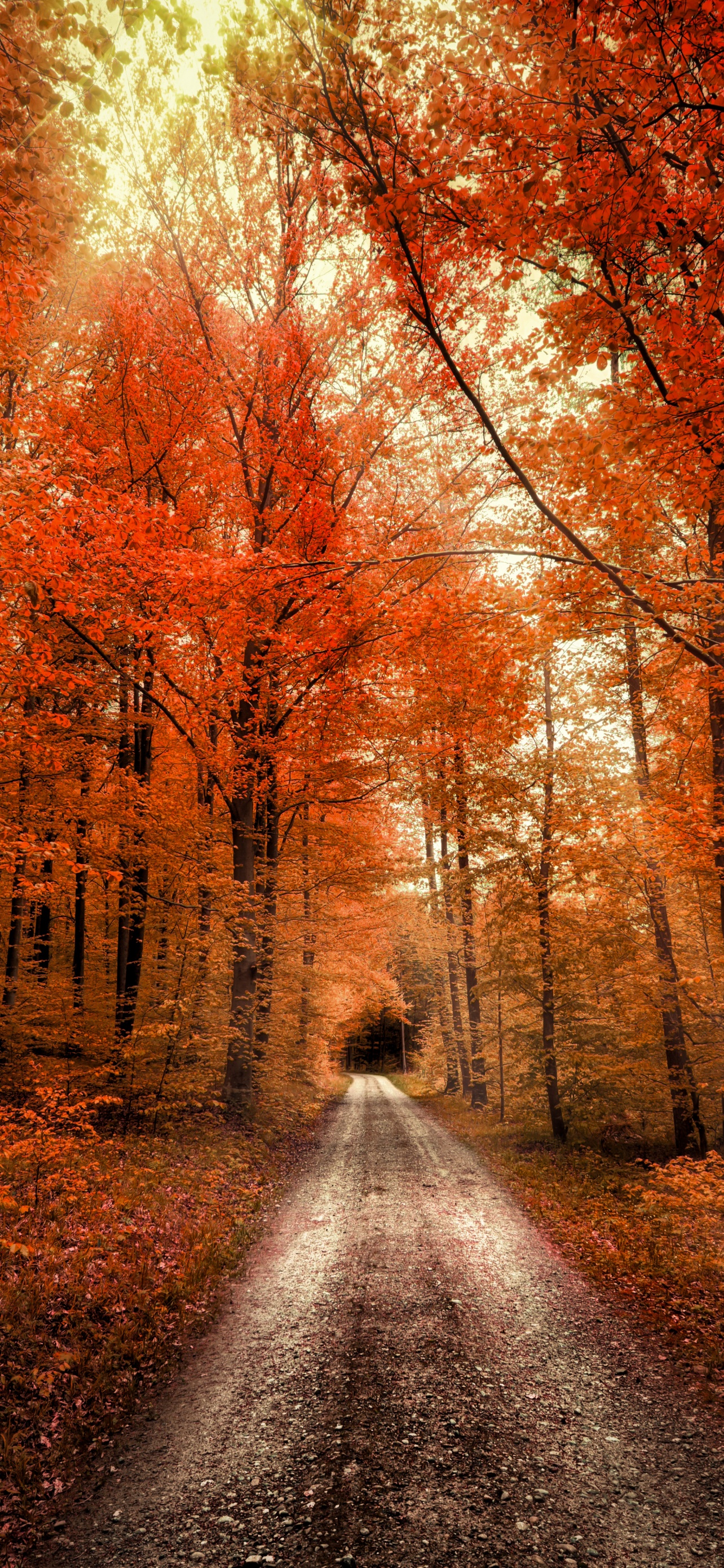 Autumn forest Wallpaper 4K, Passage, Dirt road, Seasons, Landscape, Scenery, Nature