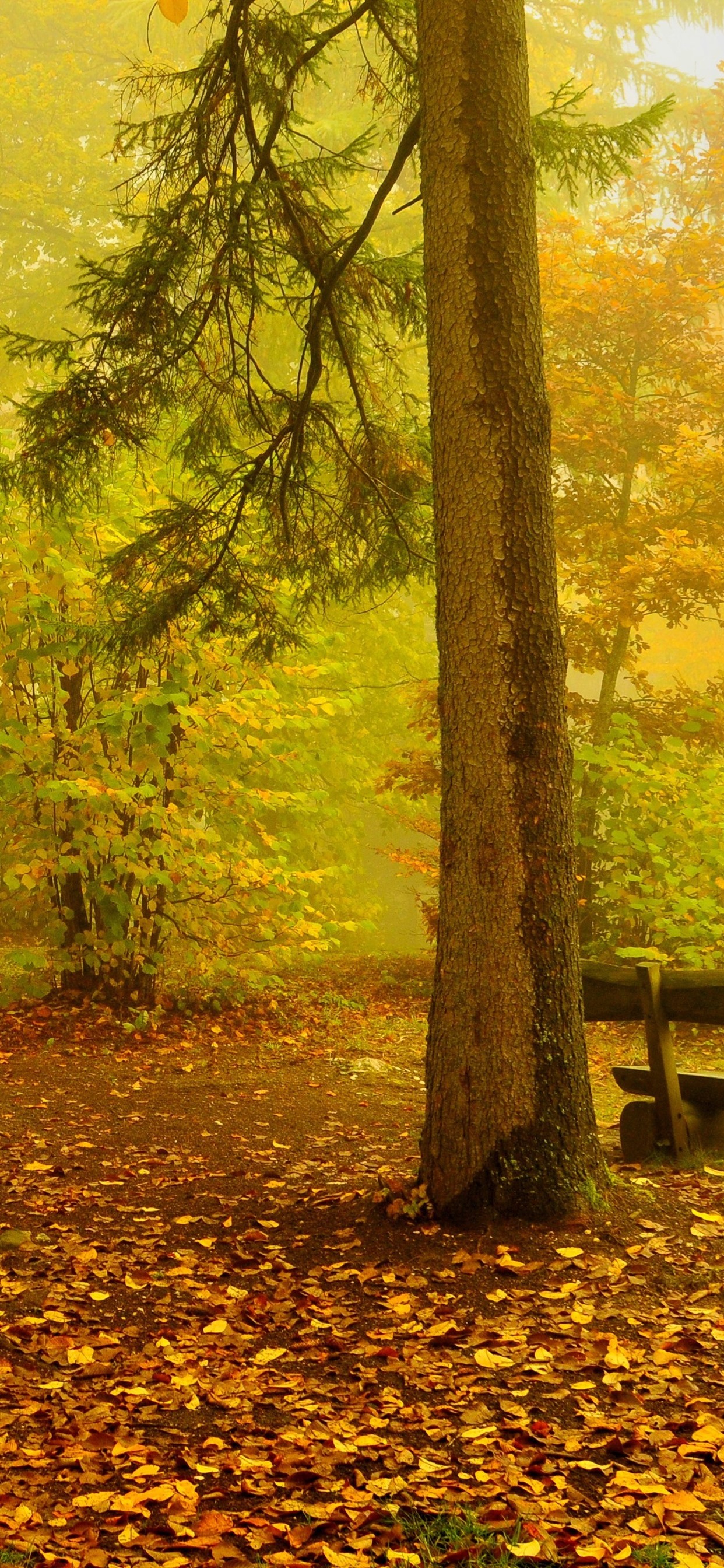 Autumn, Trees, Fog, Bench, Nature Scenery 1242x2688 IPhone 11 Pro XS Max Wallpaper, Background, Picture, Image