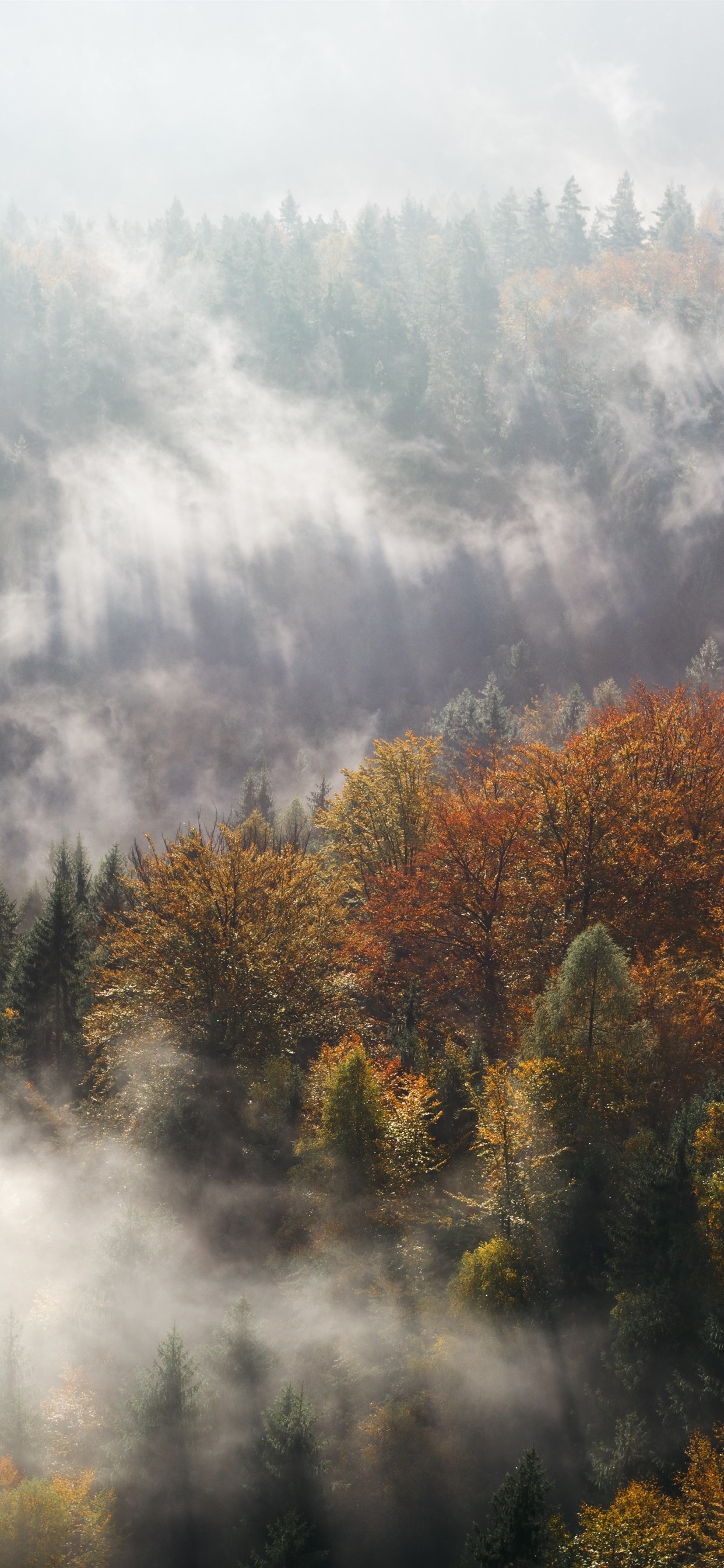 Forest, Trees, Autumn, Fog, Morning, Sun Rays 1242x2688 IPhone 11 Pro XS Max Wallpaper, Background, Picture, Image