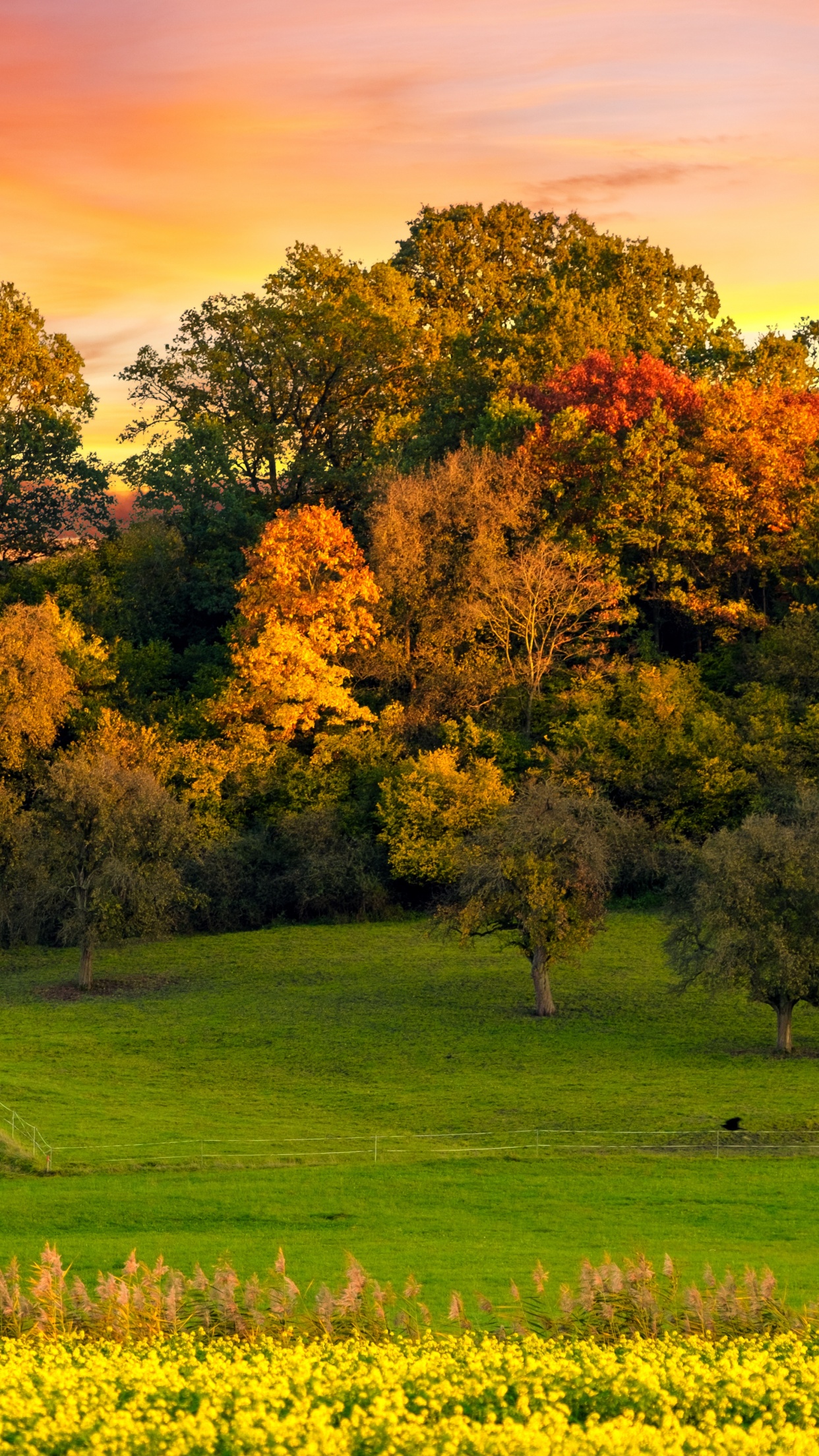 Autumn trees Wallpaper 4K, Sunset, Landscape, Afterglow, Meadow, Nature