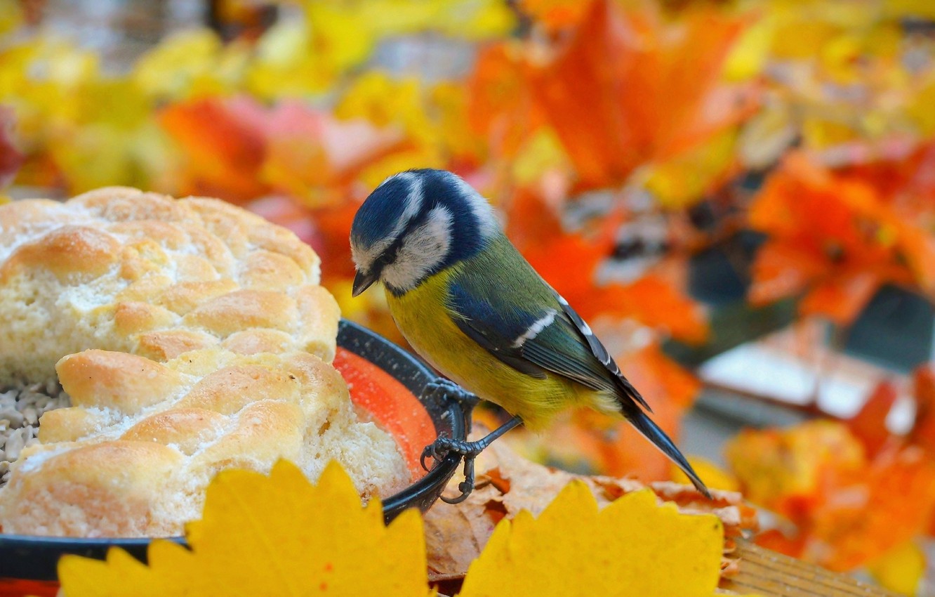 Wallpaper Autumn, Bird, Autumn, Bird image for desktop, section животные