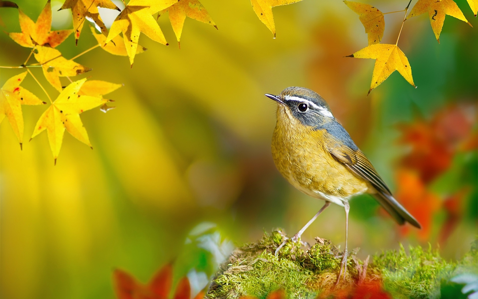 Wallpaper Bird in the autumn, yellow maple leaves 1920x1200 HD Picture, Image