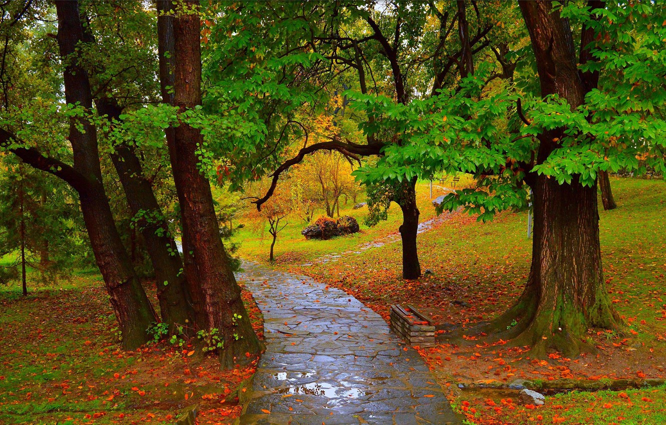 Wallpaper Autumn, Rain, Puddle, Park, Fall, Track, Park, Autumn, Rain, Path image for desktop, section природа