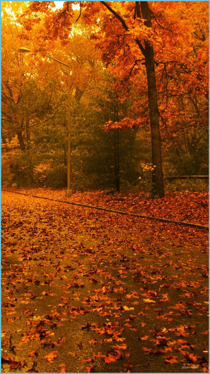 Fall iPhone Wallpaper Autumn Road HD iPhone Wallpaper