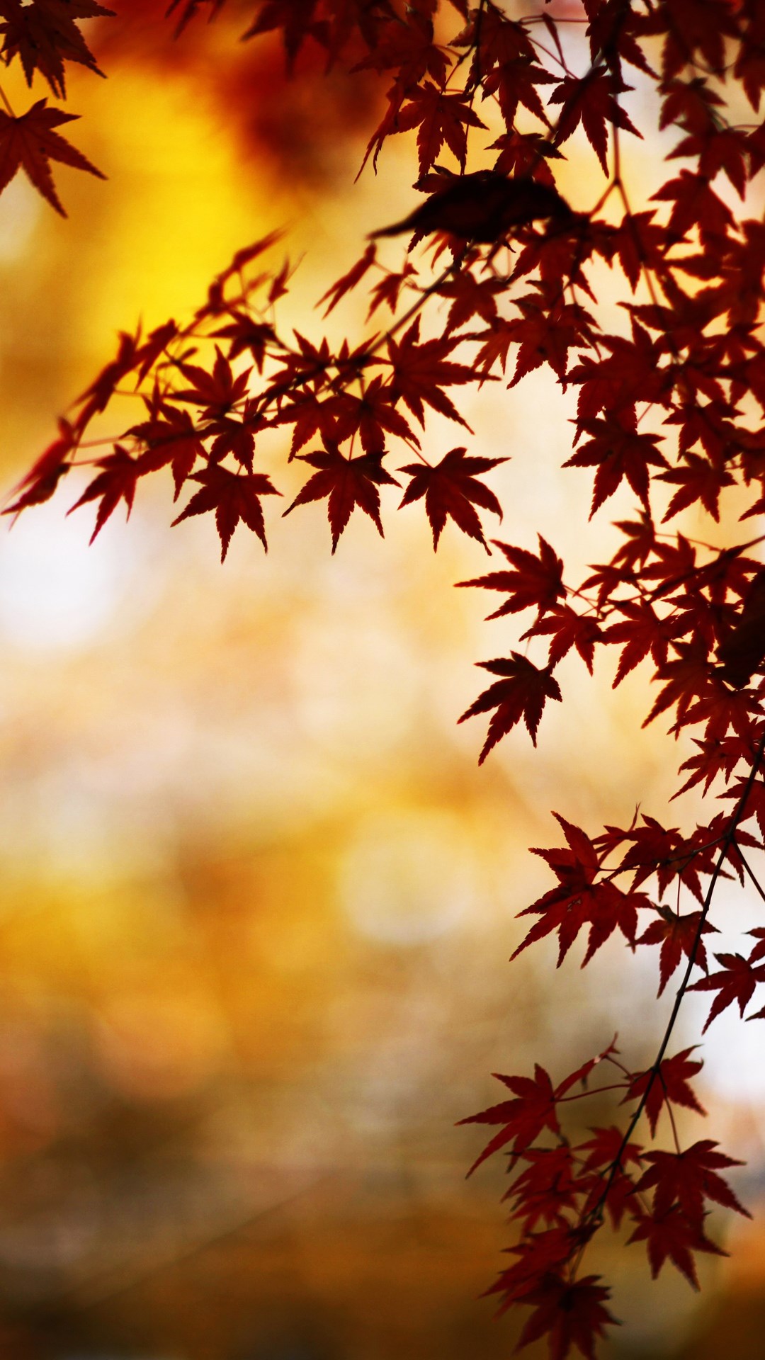 Wallpaper of the week: autumn