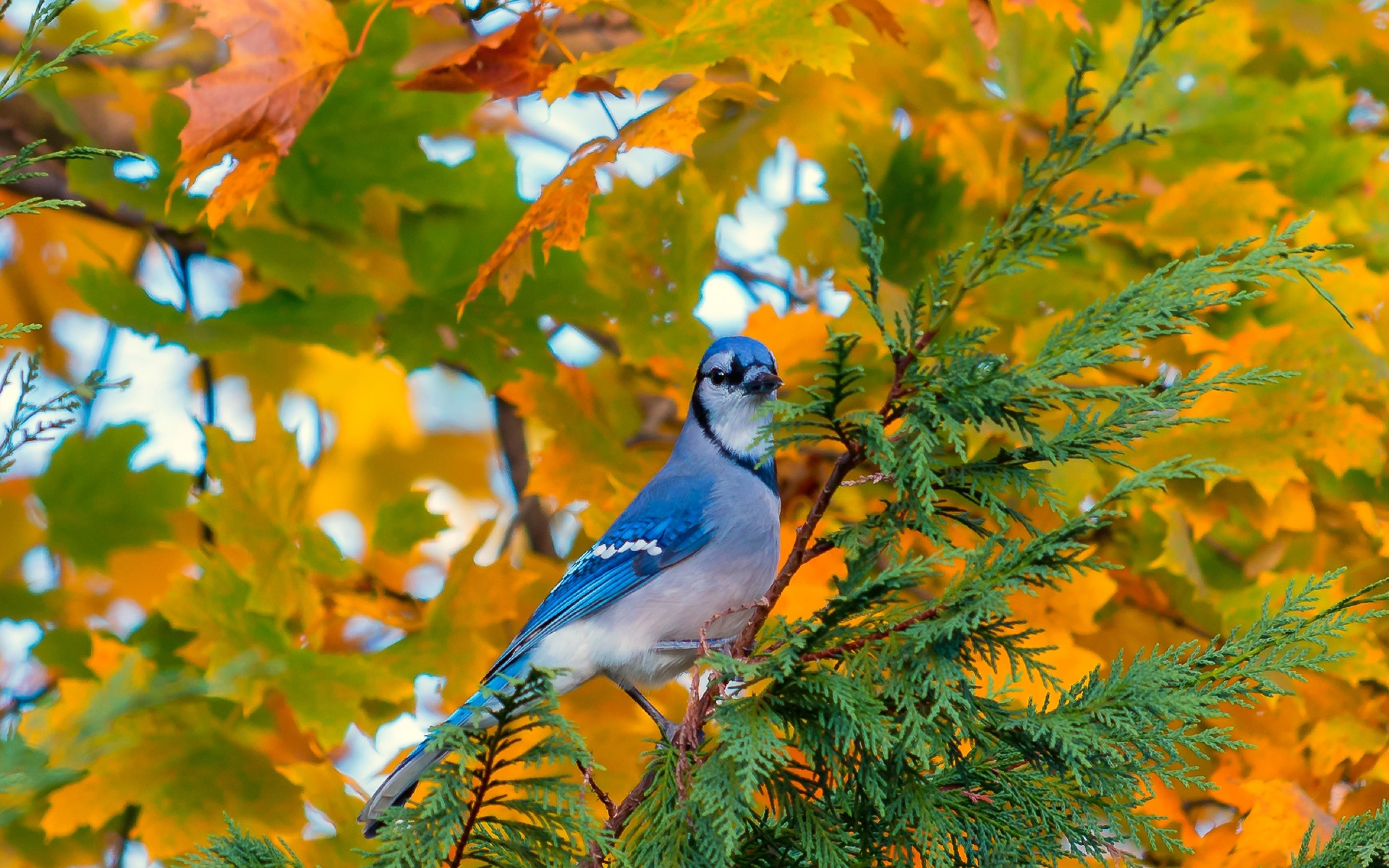 Download 2880x1800 Blue Bird, Tree, Autumn, Standing, Birds Wallpaper for MacBook Pro 15 inch