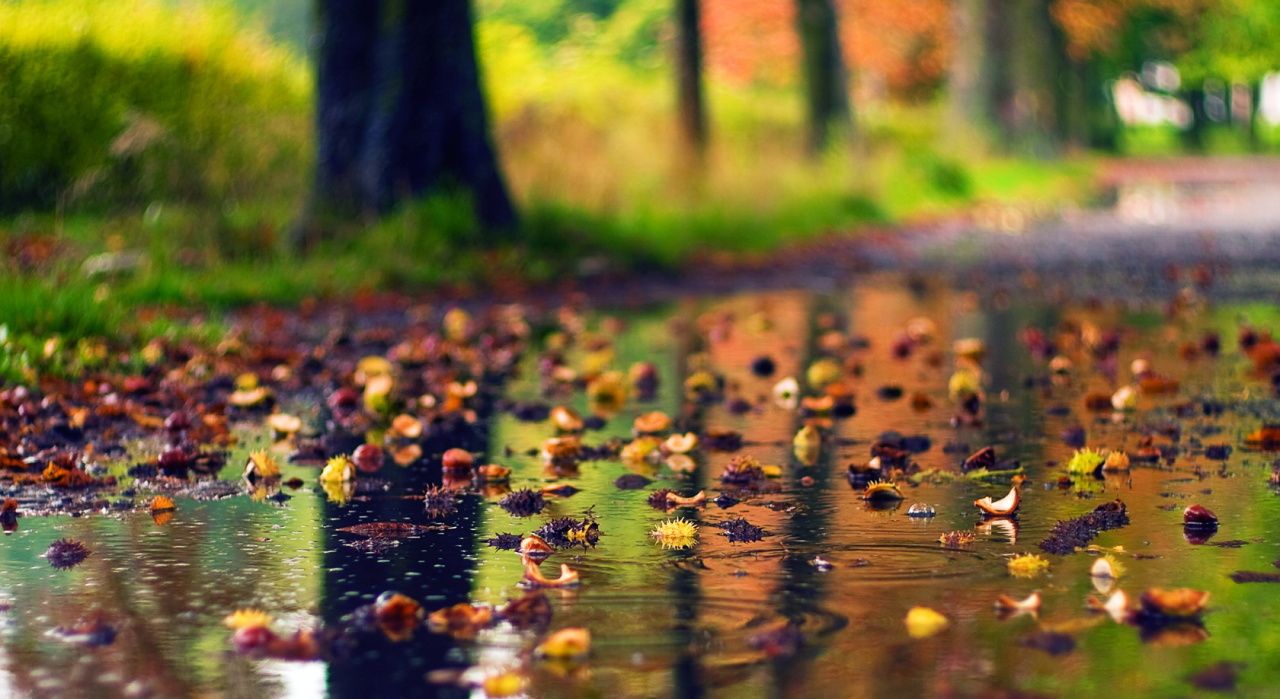 Autumn rain. Rainy Season. Rainy day wallpaper, Scenery, Rain wallpaper