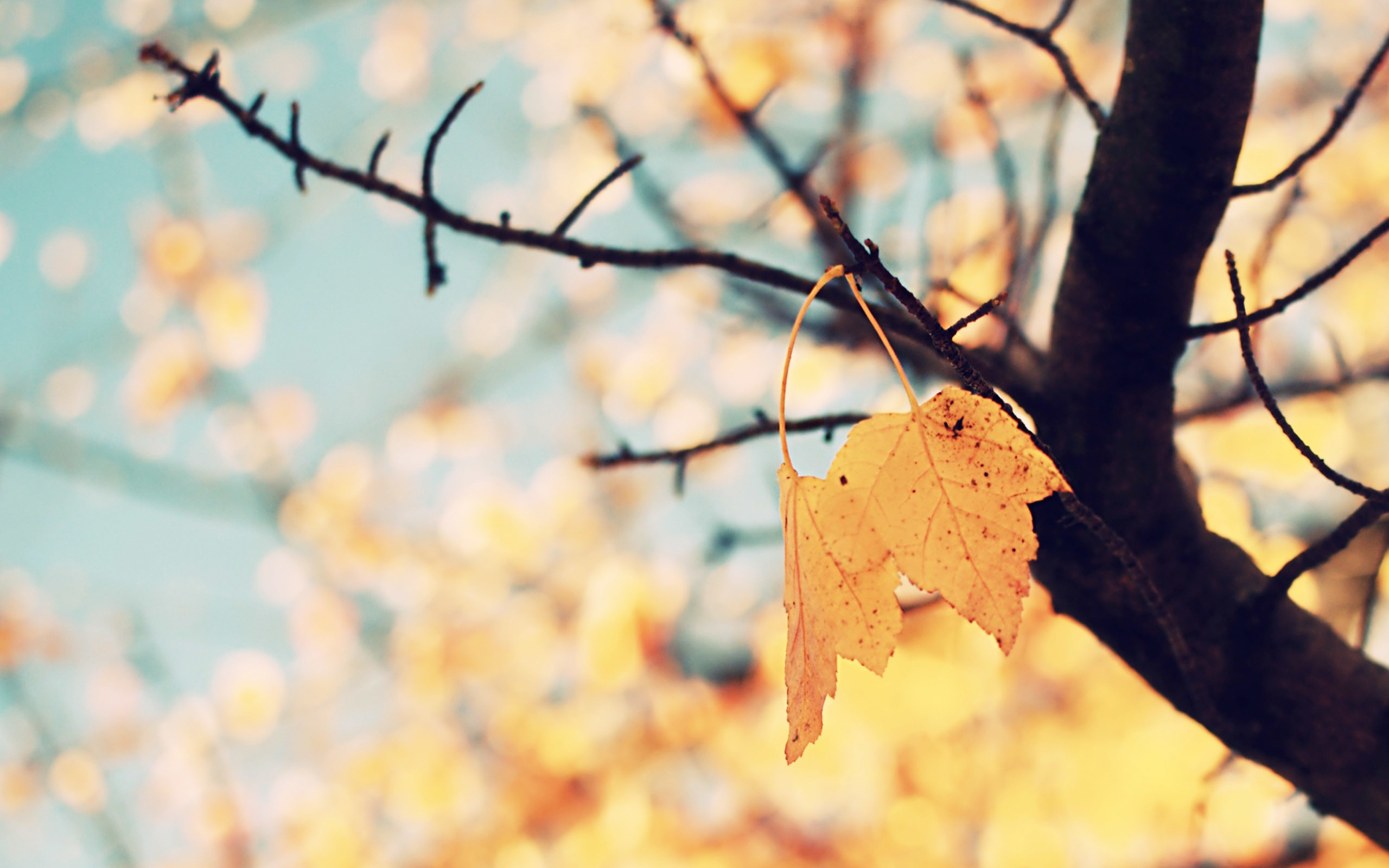 Pretty Fall Background