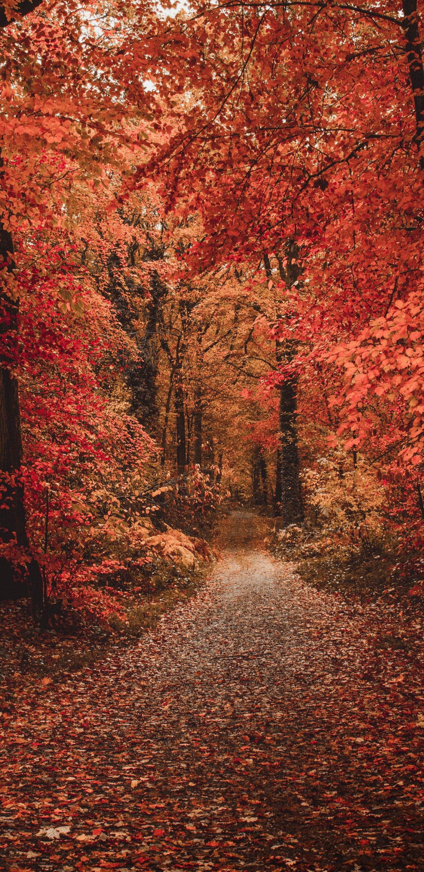 Download 1440x2960 Forest, Colorful Leaves, Fall, Path, Autumn Wallpaper for Samsung Galaxy S9, Note 9, S8, S8+, Google Pixel 3 XL