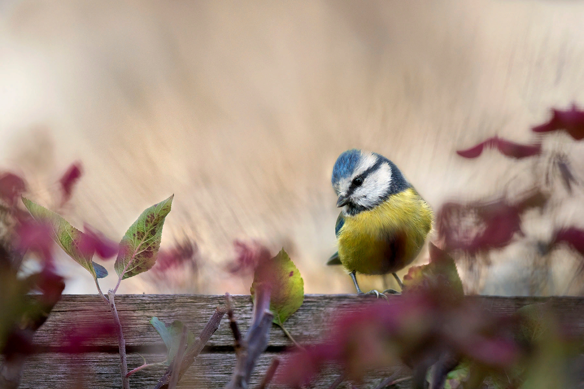 Autumn Bird Wallpapers - Wallpaper Cave