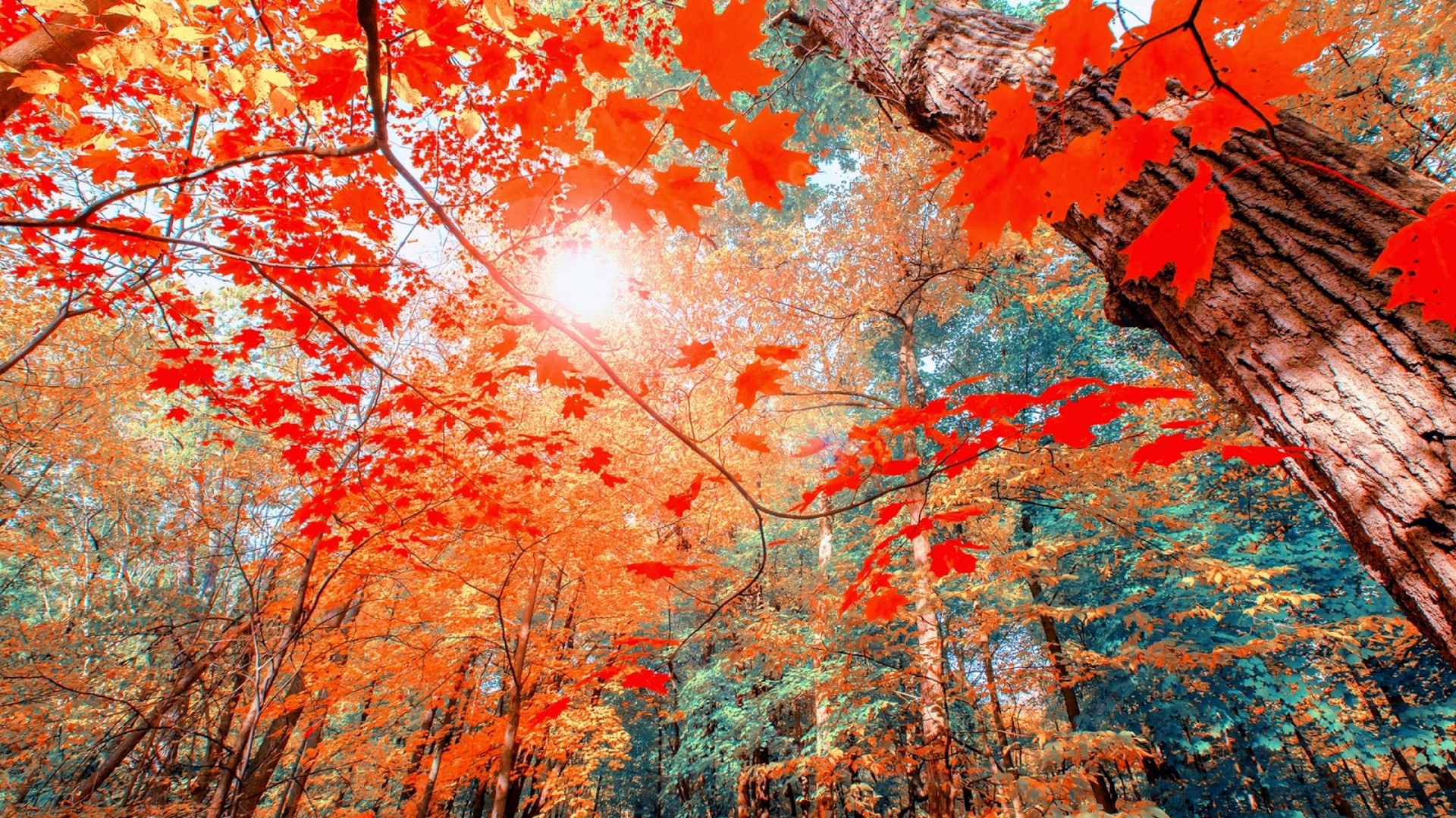 20 Cute Autumn Wallpaper Ideas : Falling Leaves 1 - Fab Mood | Wedding  Colours, Wedding Themes, Wedding colour palettes