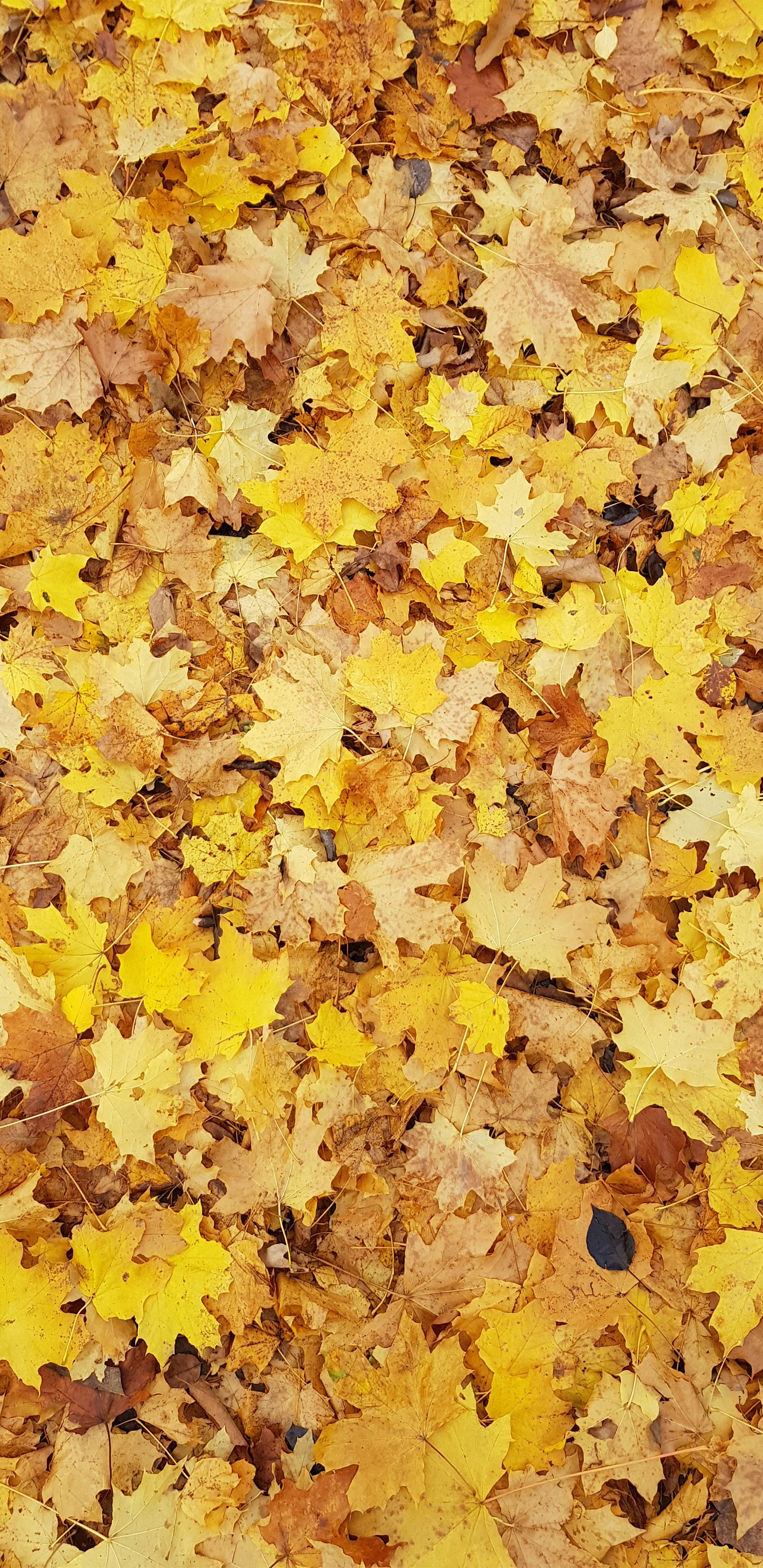 Pixel Autumn Wallpapers - Wallpaper Cave