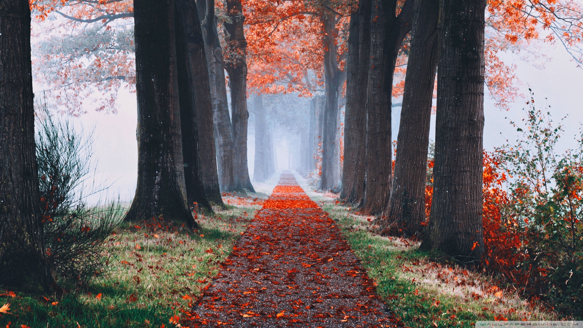 Autumn Aesthetic Ultra HD Desktop Background Wallpaper for 4K UHD TV, Widescreen & UltraWide Desktop & Laptop, Tablet