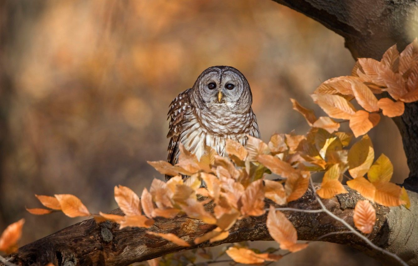 Fall Owl Wallpaper