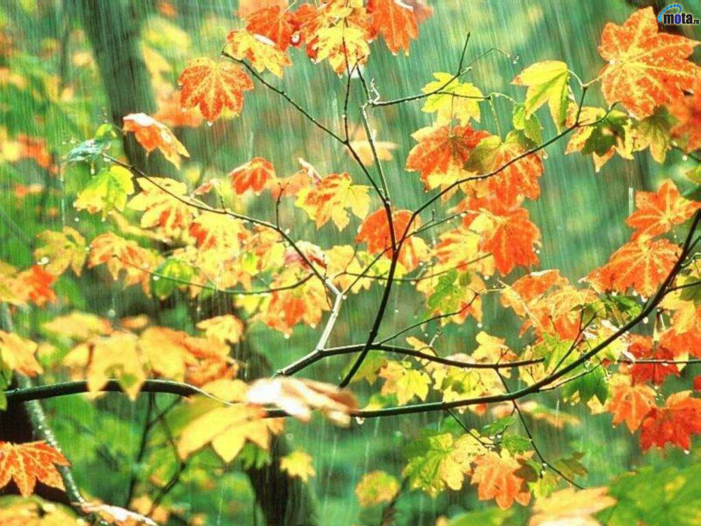 Download Wallpaper Autumn rain (1920x1080). The Wallpaper, photo
