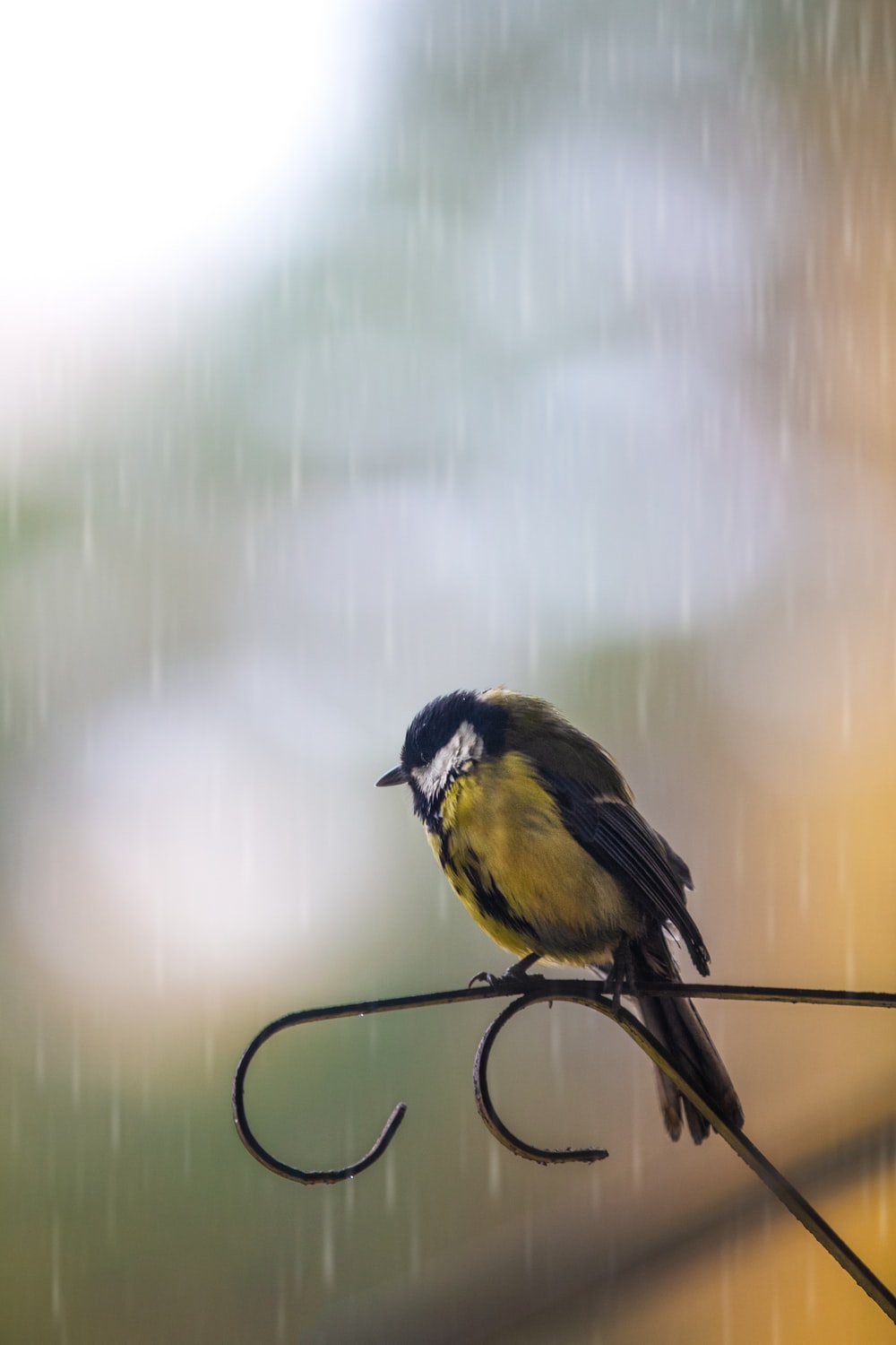 Bird Rain Picture. Download Free Image