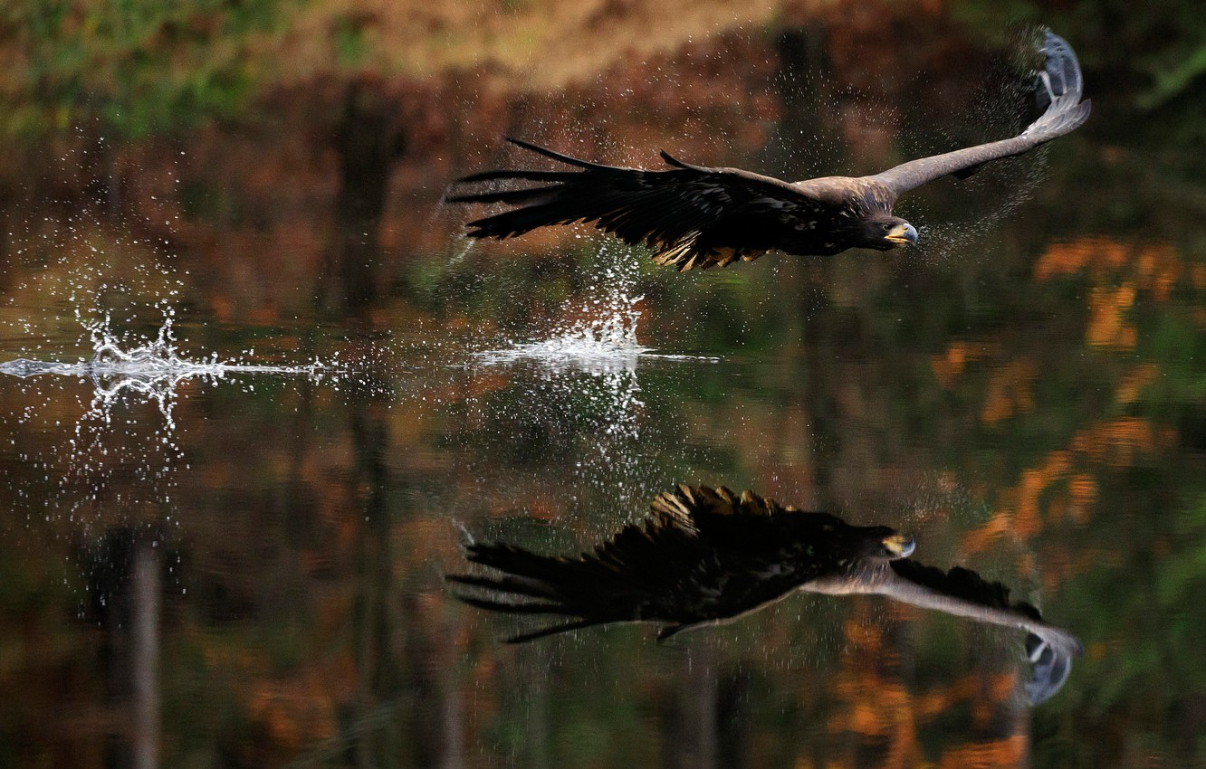 Wallpaper autumn, water, drops, flight, squirt, nature, reflection, the dark background, bird, eagle, wings, eagle, flies, pond, predatory, flying image for desktop, section животные