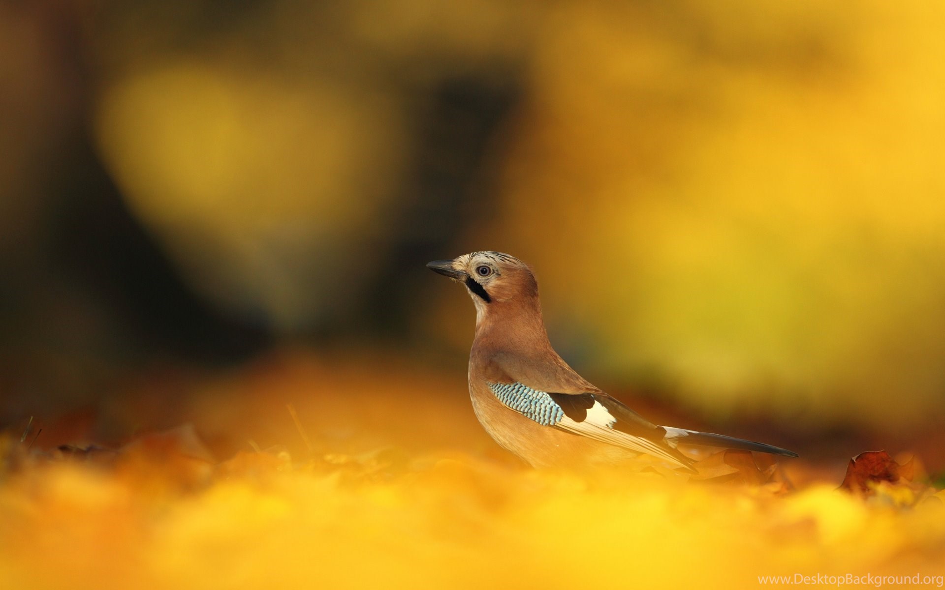 Autumn Leaves Yellow Bird Animal HD Wallpaper Desktop Background