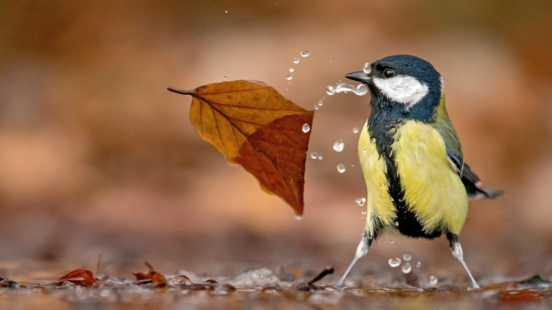 autumn, water, bird, yellow, pasari, pitigoi, blue tit, leaf, great tit