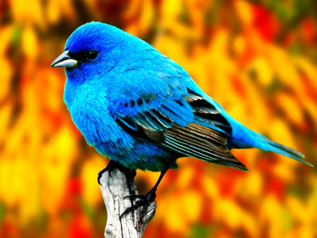 Indigo bunting wallpaper HD. Download Free background