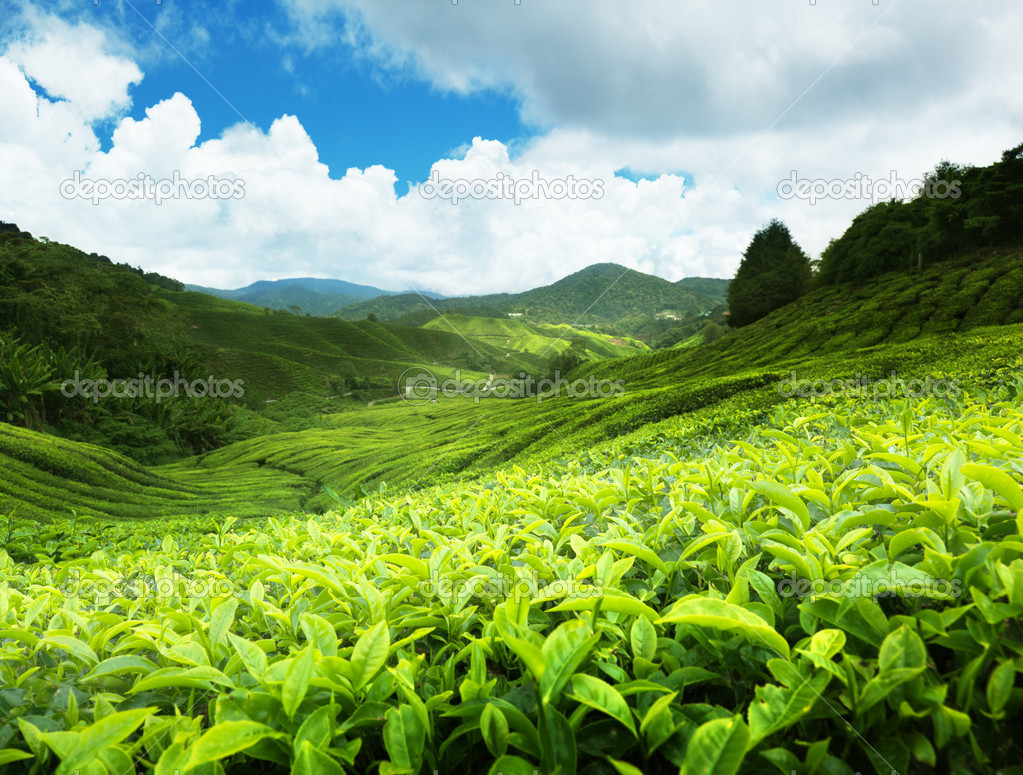 Tea Estate Wallpapers - Wallpaper Cave