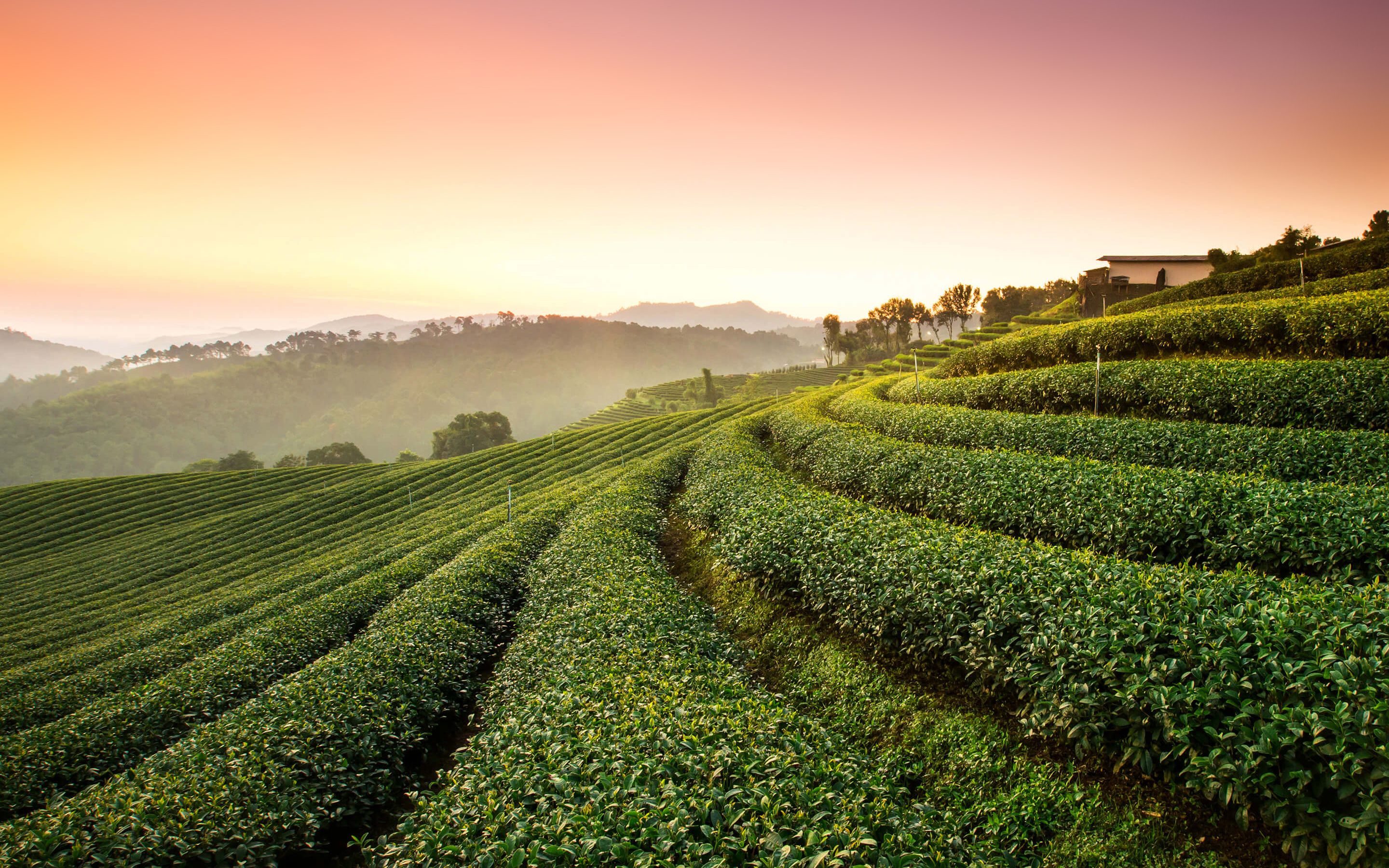 Tea Landscape Wallpaper Free Tea Landscape Background