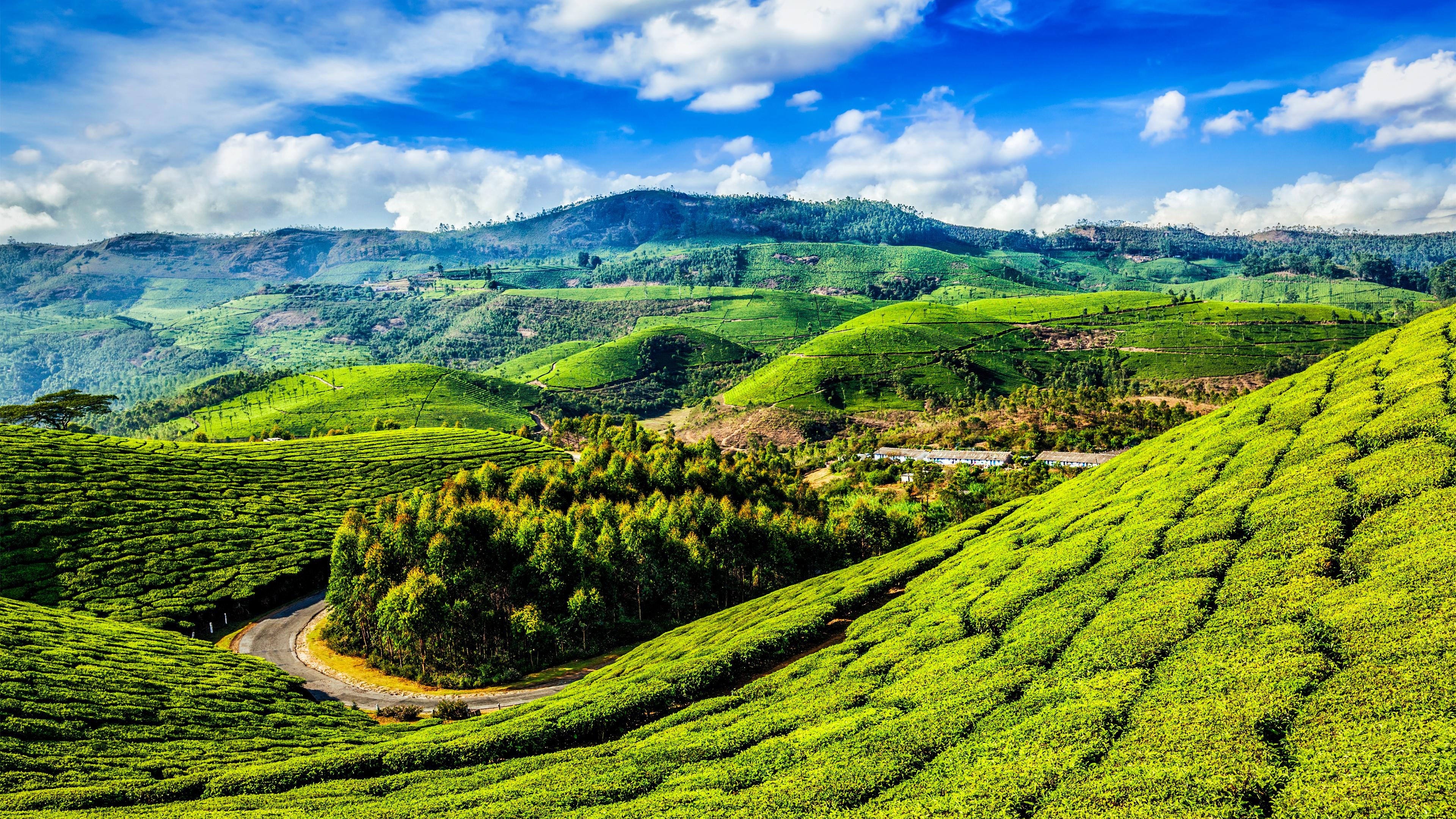 Free download Tea Plantation Wallpaper and Background Image stmednet [3840x2160] for your Desktop, Mobile & Tablet. Explore Plantation Wallpaper. Plantation Wallpaper, Carleton V Plantation Wallpaper