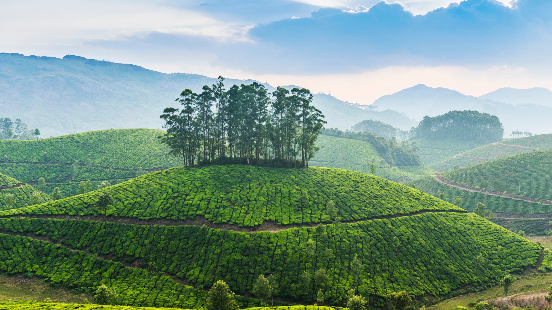 Tea Estate Wallpapers - Wallpaper Cave