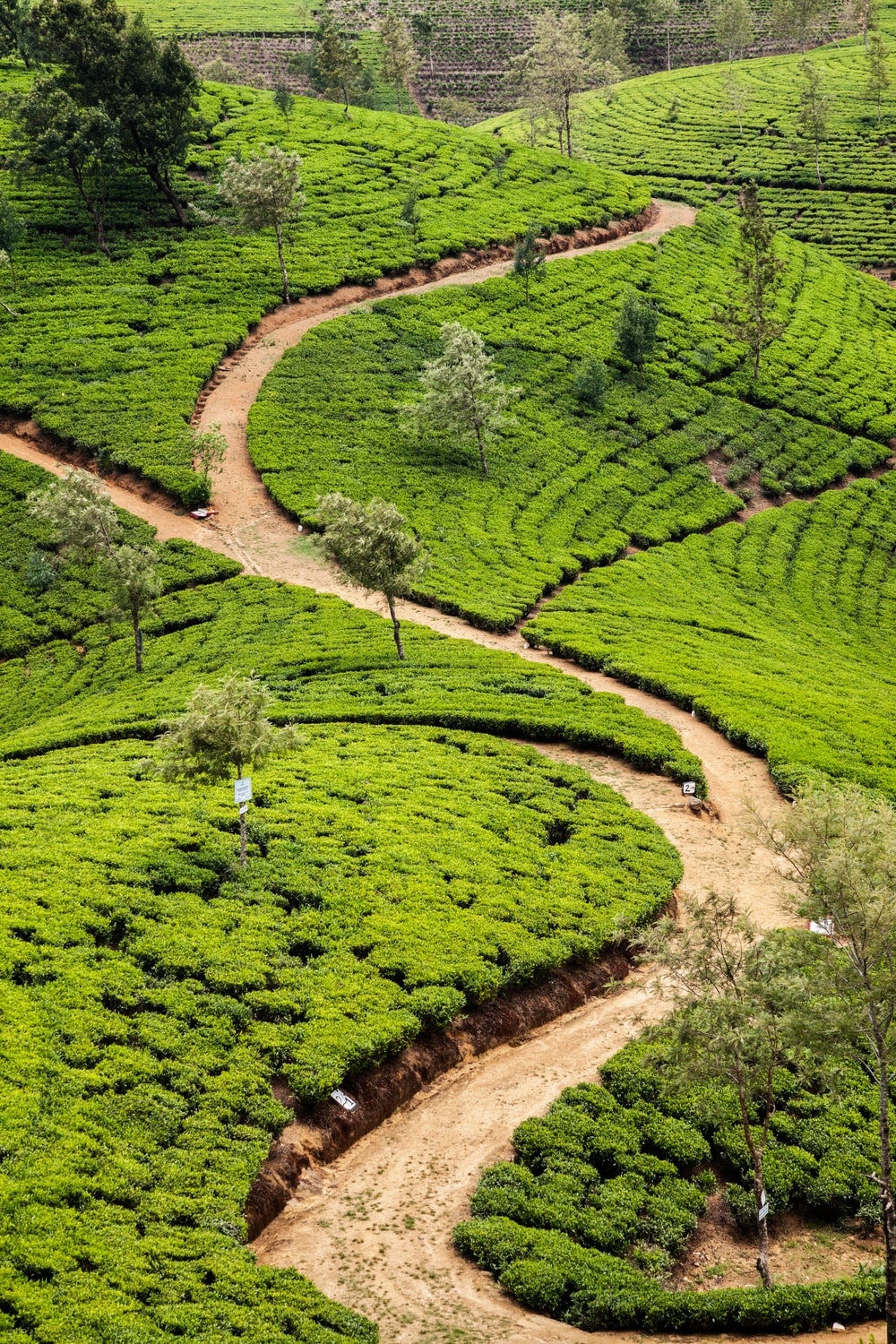 Tea Estate Wallpapers - Wallpaper Cave