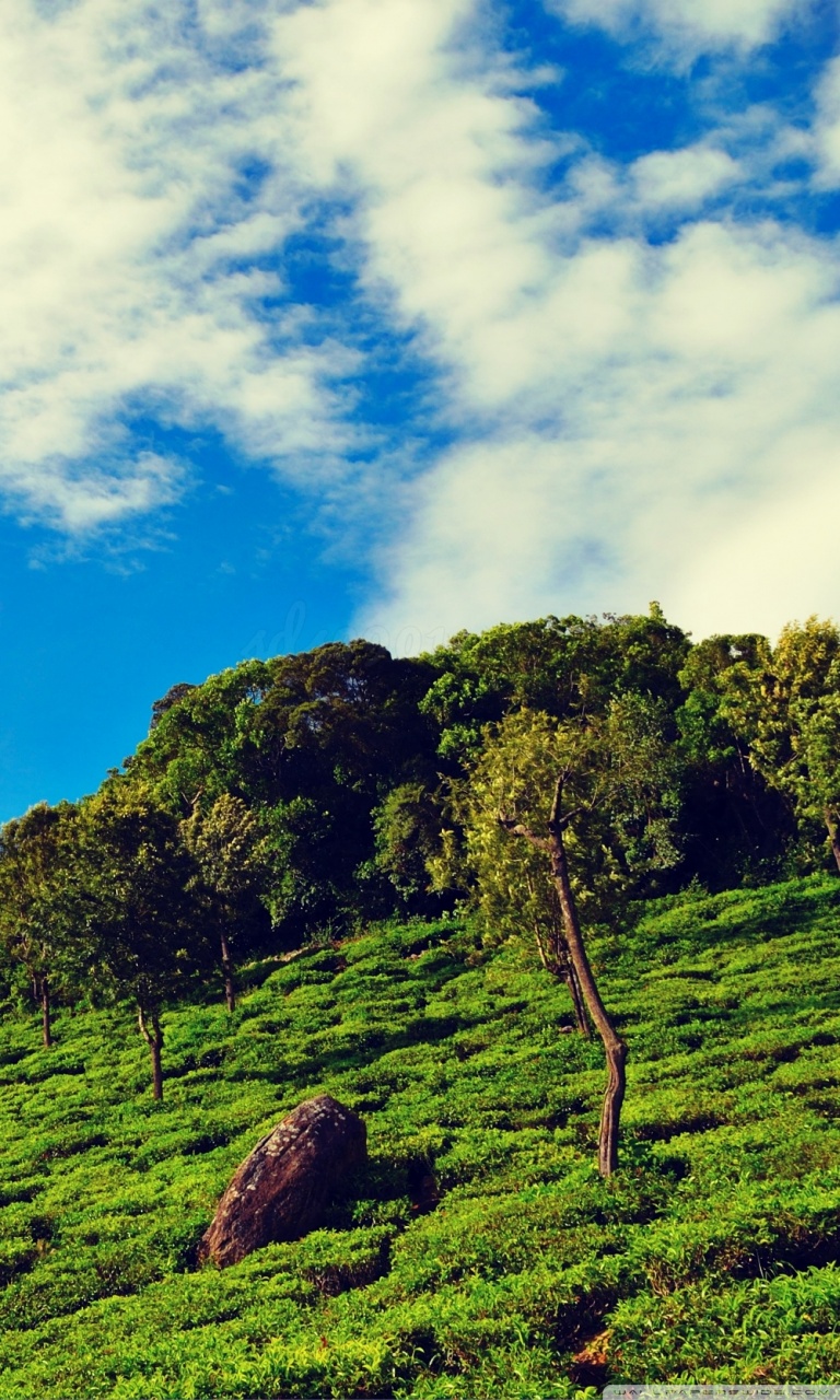 Tea Garden Ultra HD Desktop Background Wallpaper for 4K UHD TV, Widescreen & UltraWide Desktop & Laptop, Tablet