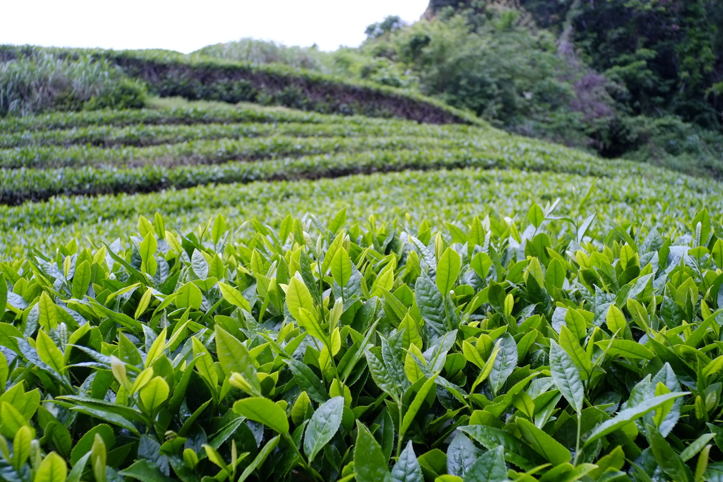 Tea Estate Wallpapers - Wallpaper Cave