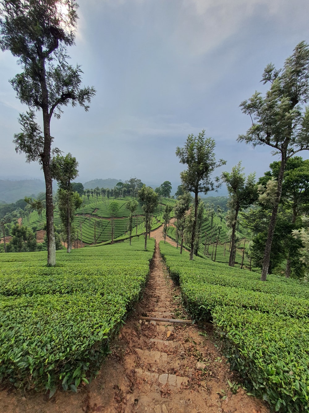 Tea Estate Wallpapers - Wallpaper Cave