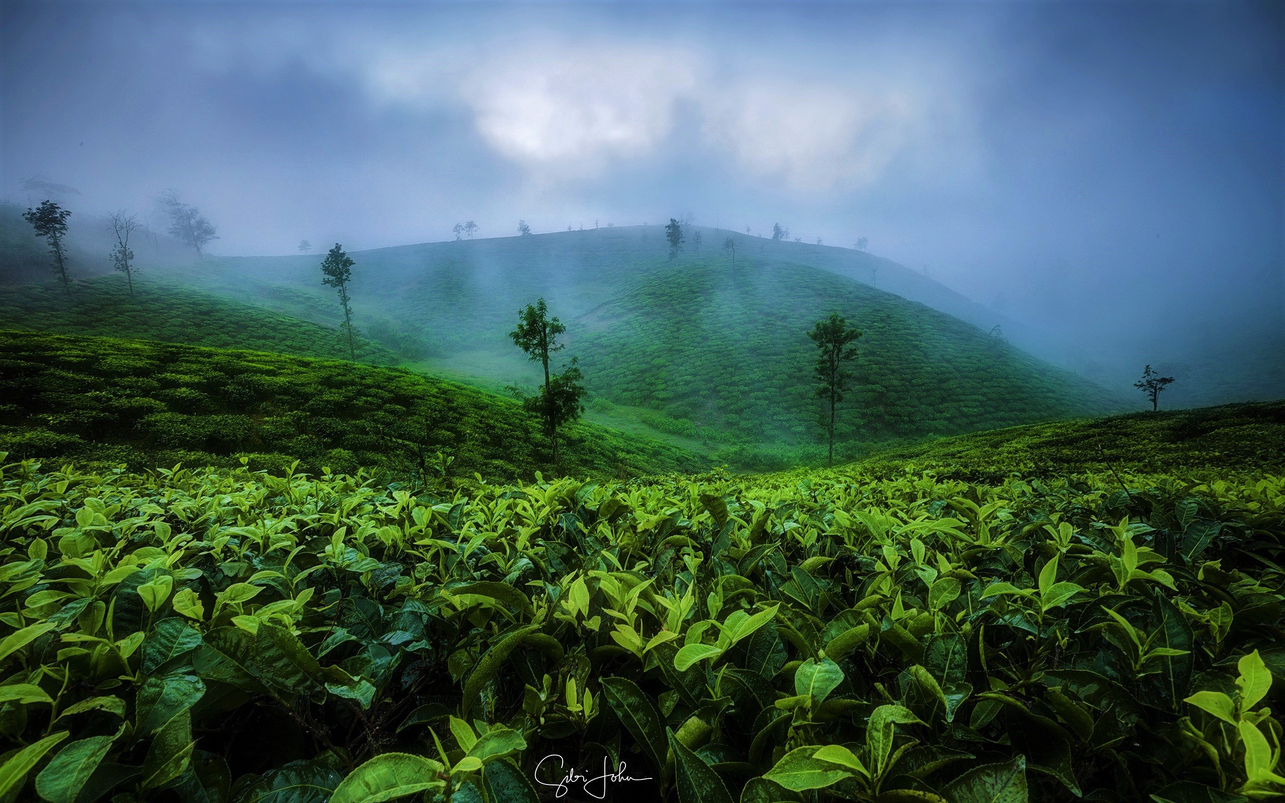 Tea Estate Wallpapers - Wallpaper Cave