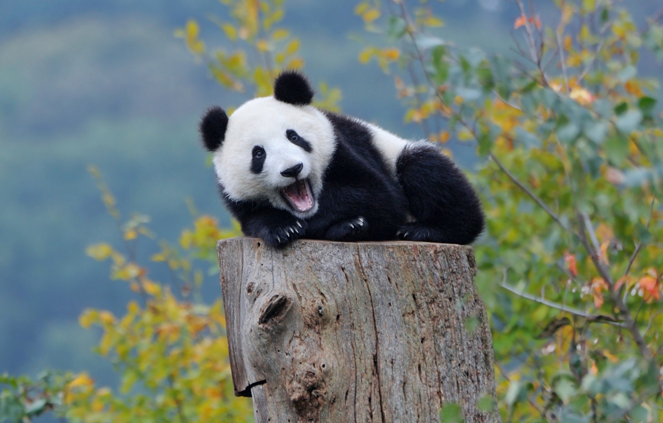 Wallpaper autumn, forest, Panda, bear image for desktop, section животные