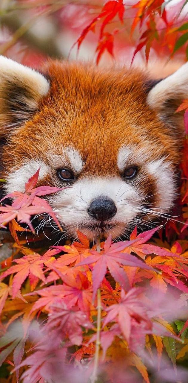 Red panda wallpaper
