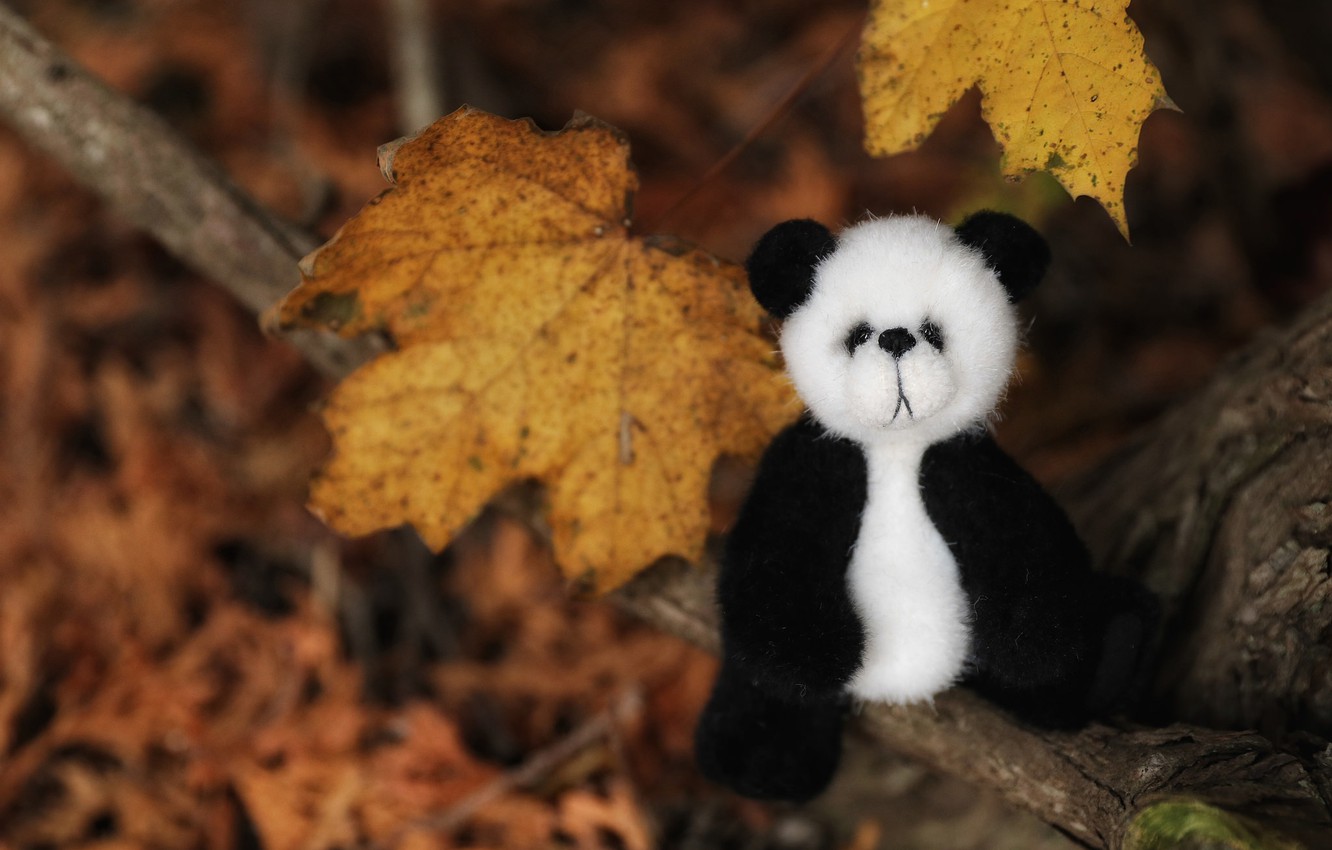 Wallpaper autumn, leaves, toy, bear, Panda image for desktop, section разное
