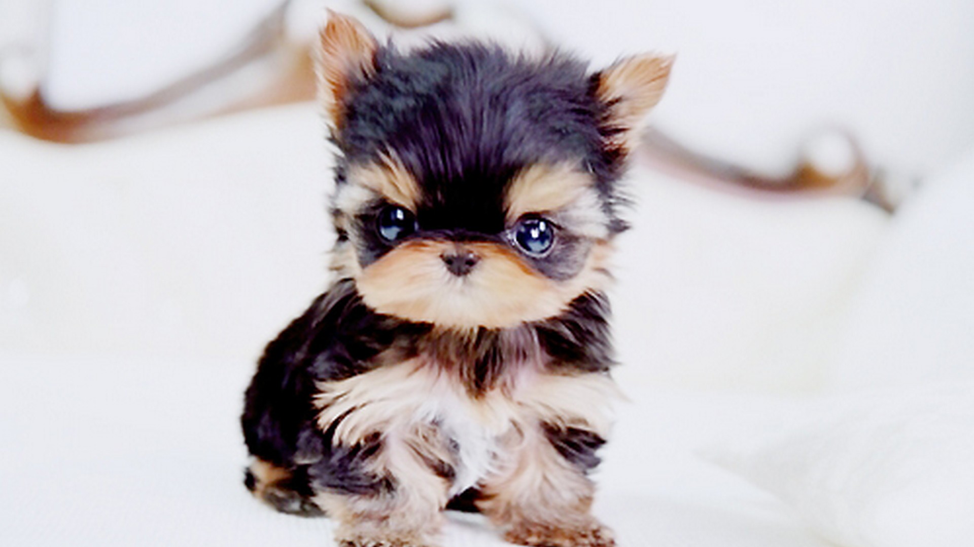 Puppy Wallpaper For Desktop Cute Wallpaper