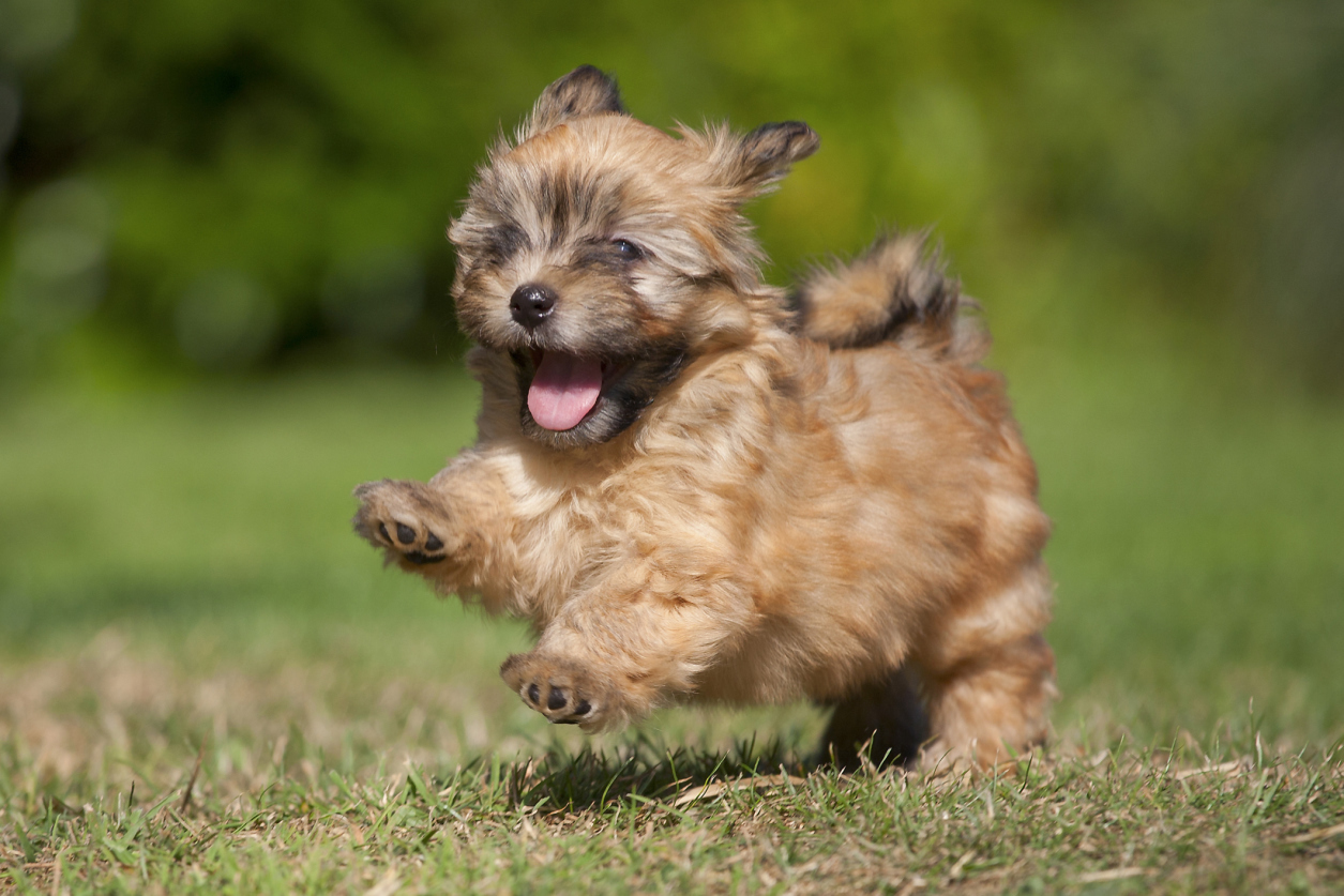 Popular & Cute Small Dog Breeds