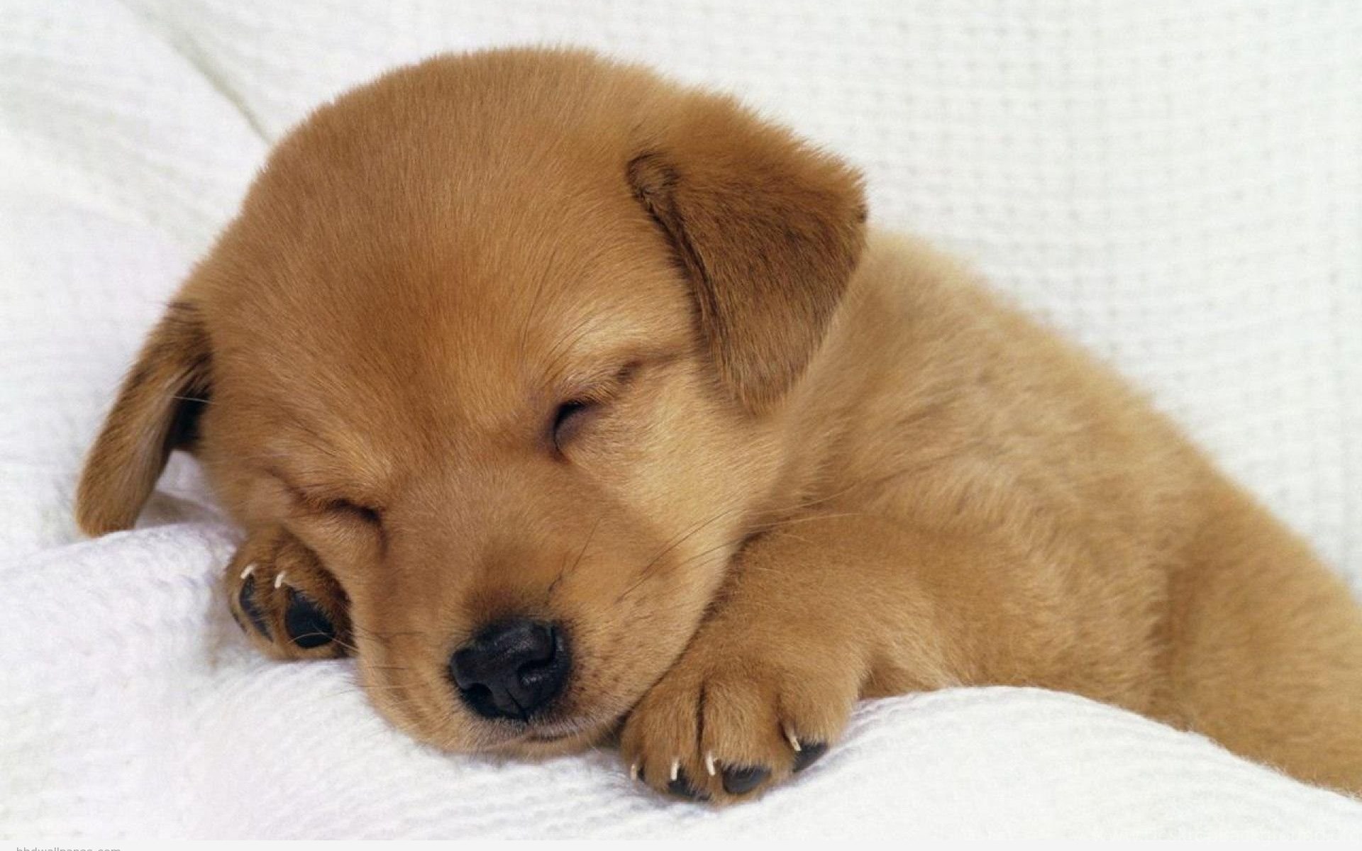 Cute Dog Dog Wallpaper 2. Cute Animal Wallpaper Dogs. 1280x800px. Desktop Background